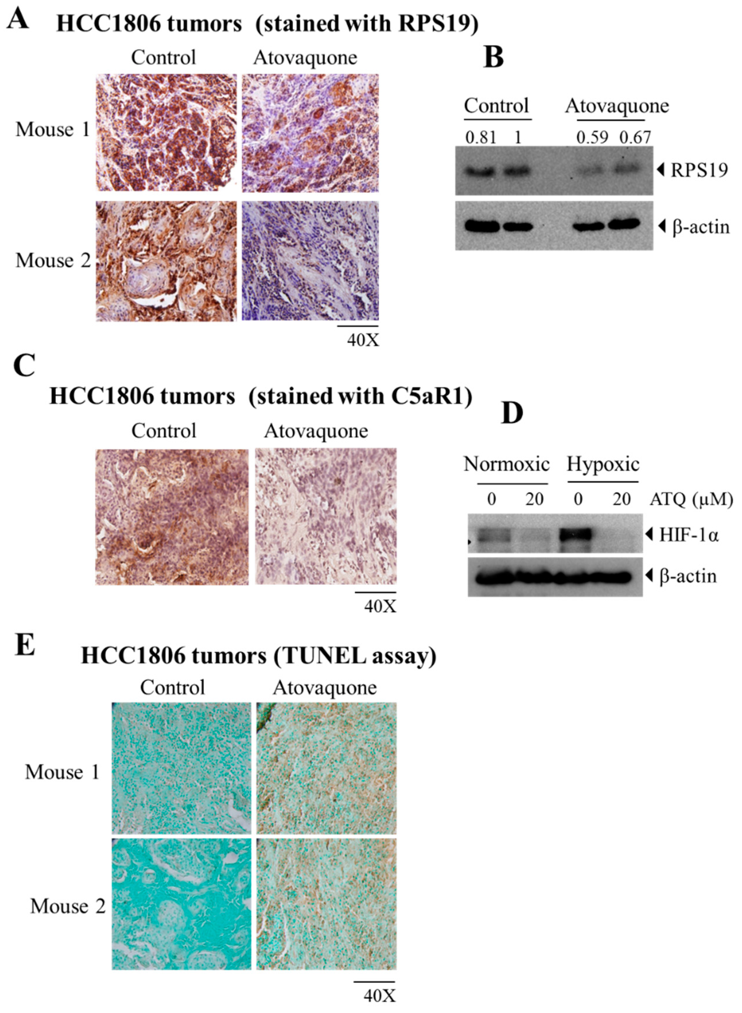 Ijms 22 05150 g005 Ijms 22 05150 g005