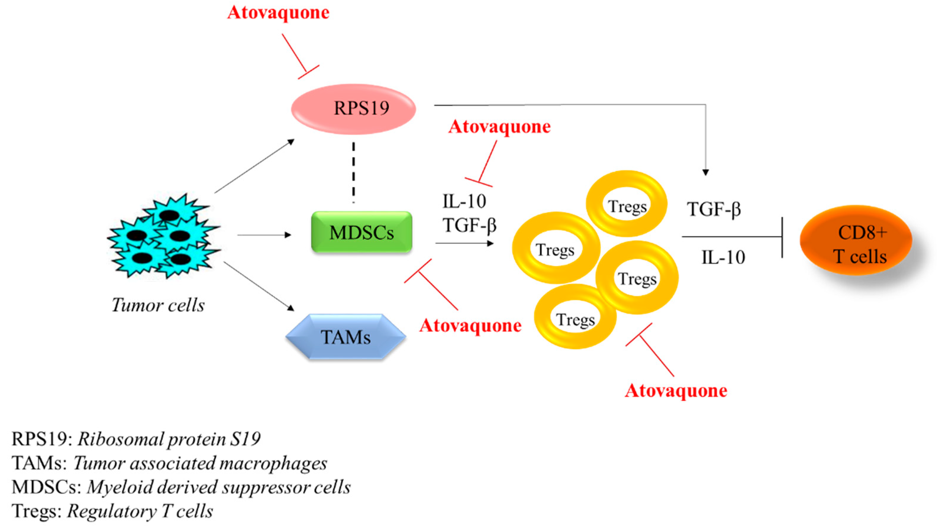 Ijms 22 05150 g006 Ijms 22 05150 g006