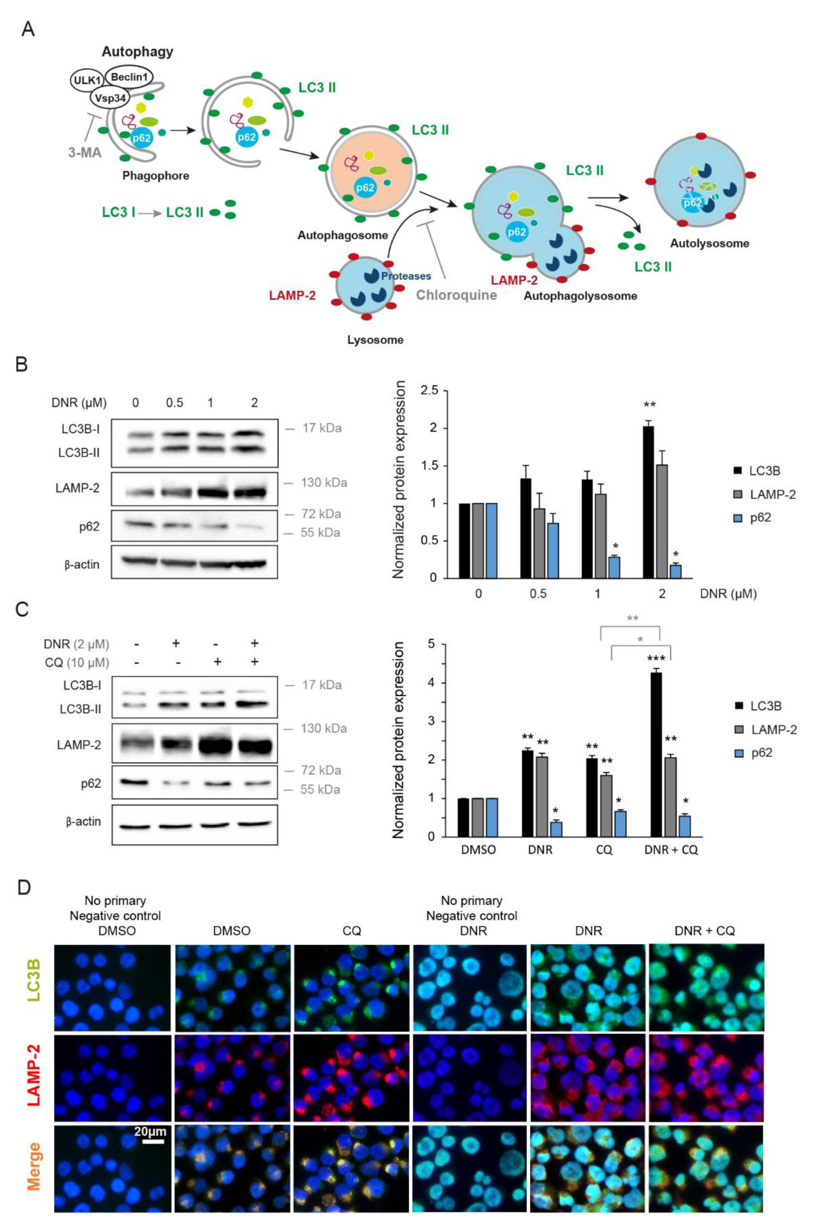 Ijms 22 05153 g001 Ijms 22 05153 g001