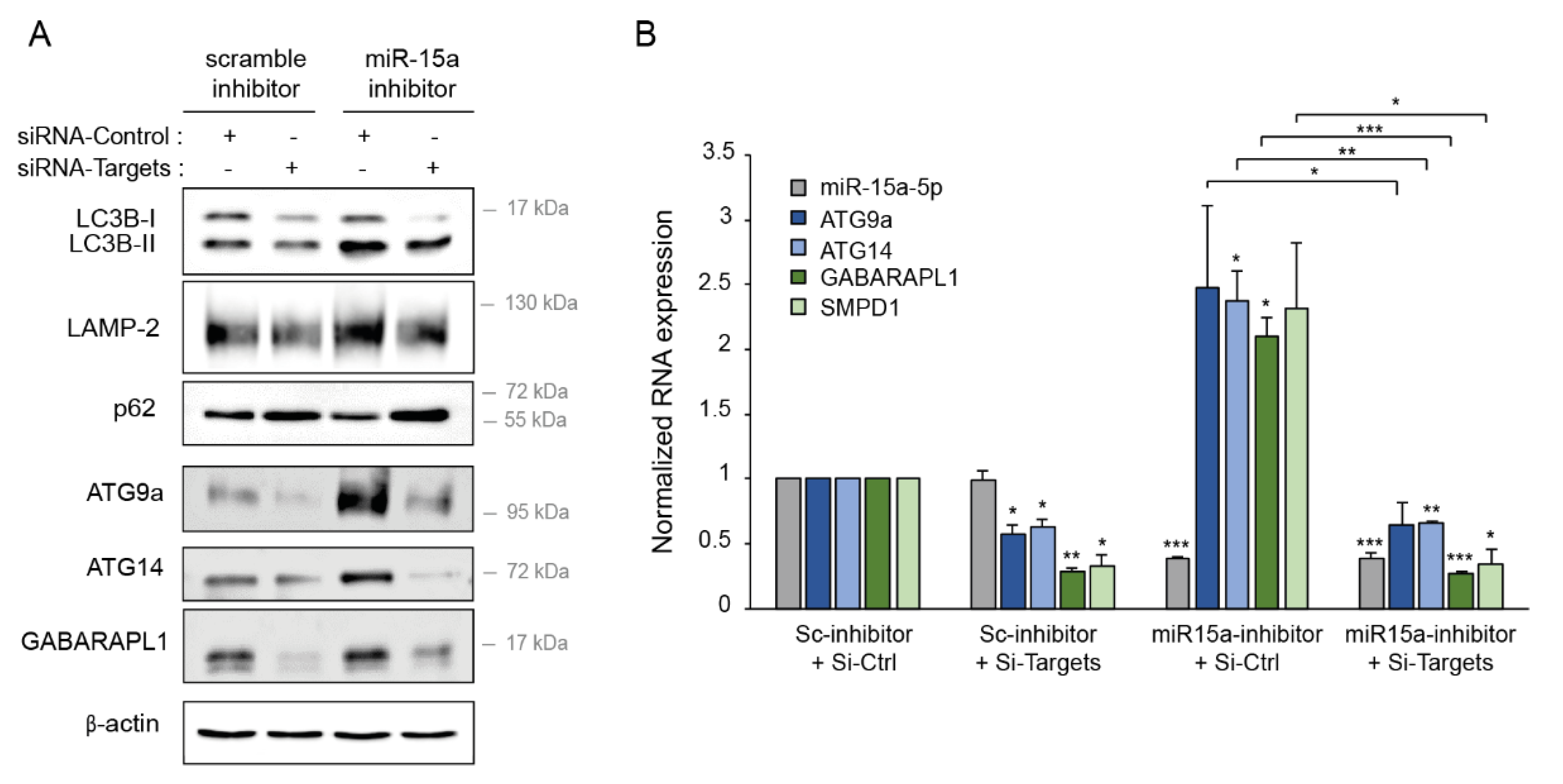 Ijms 22 05153 g008 Ijms 22 05153 g008