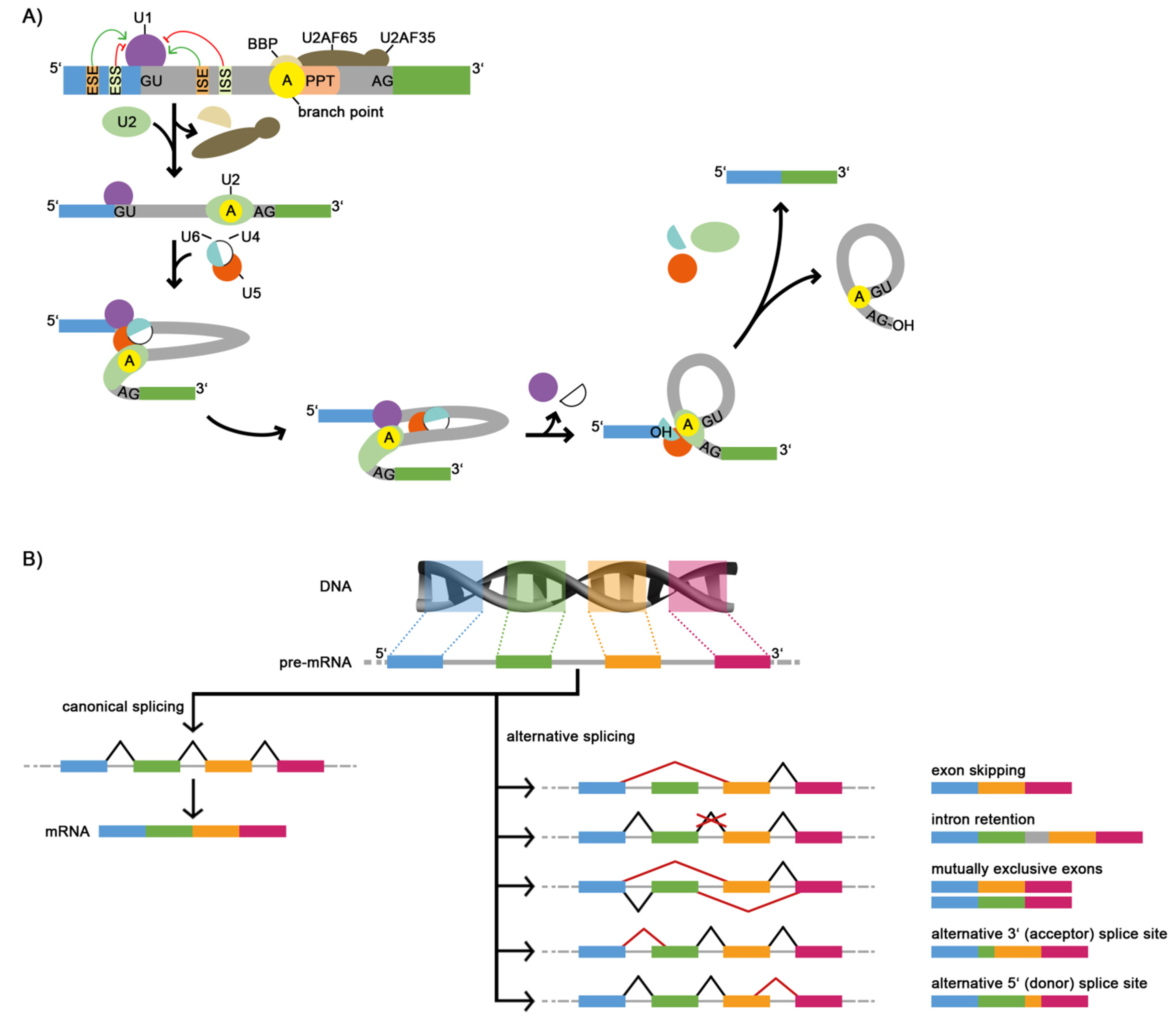 Ijms 22 05154 g001 Ijms 22 05154 g001