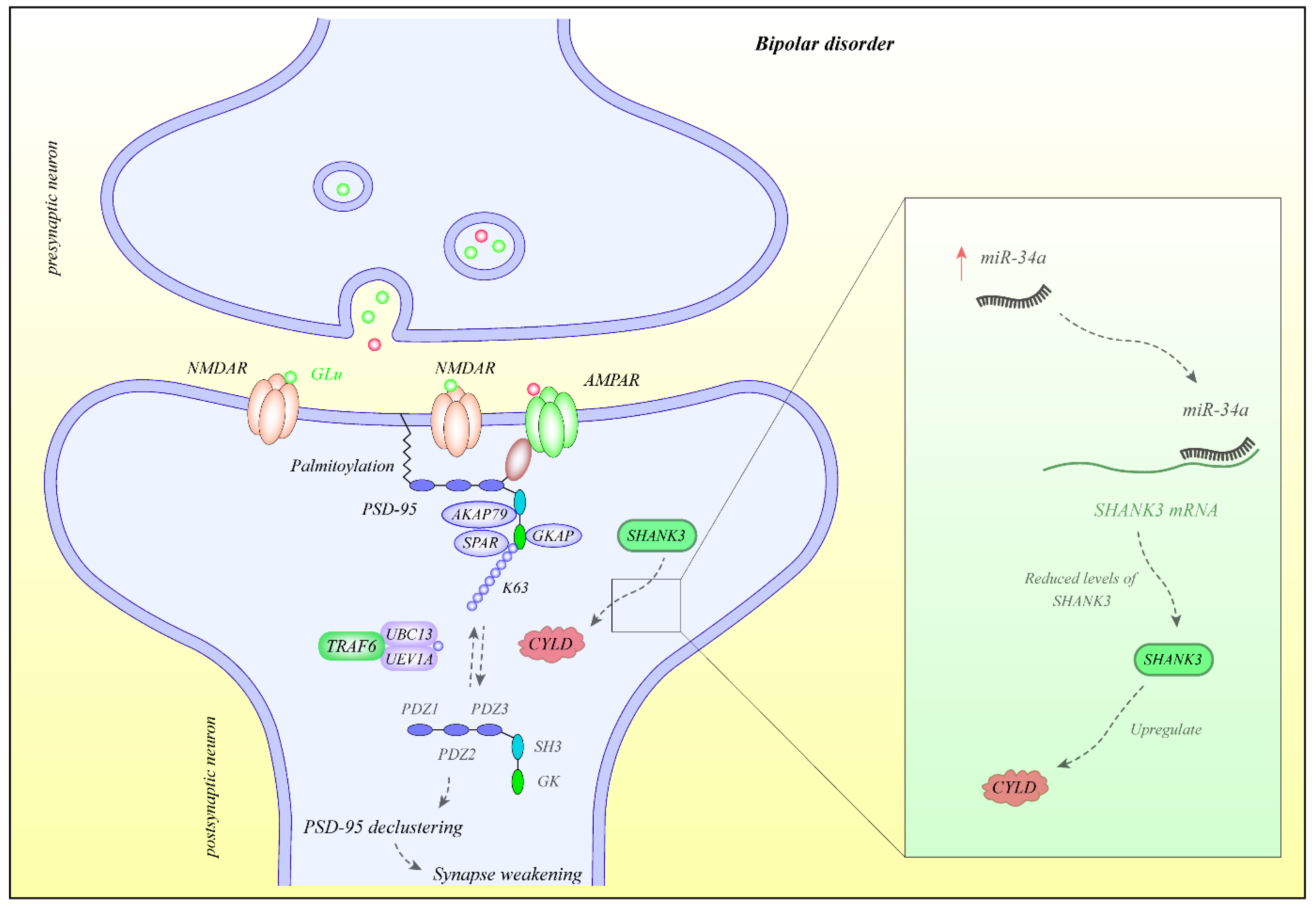 Ijms 22 05156 g001 Ijms 22 05156 g001
