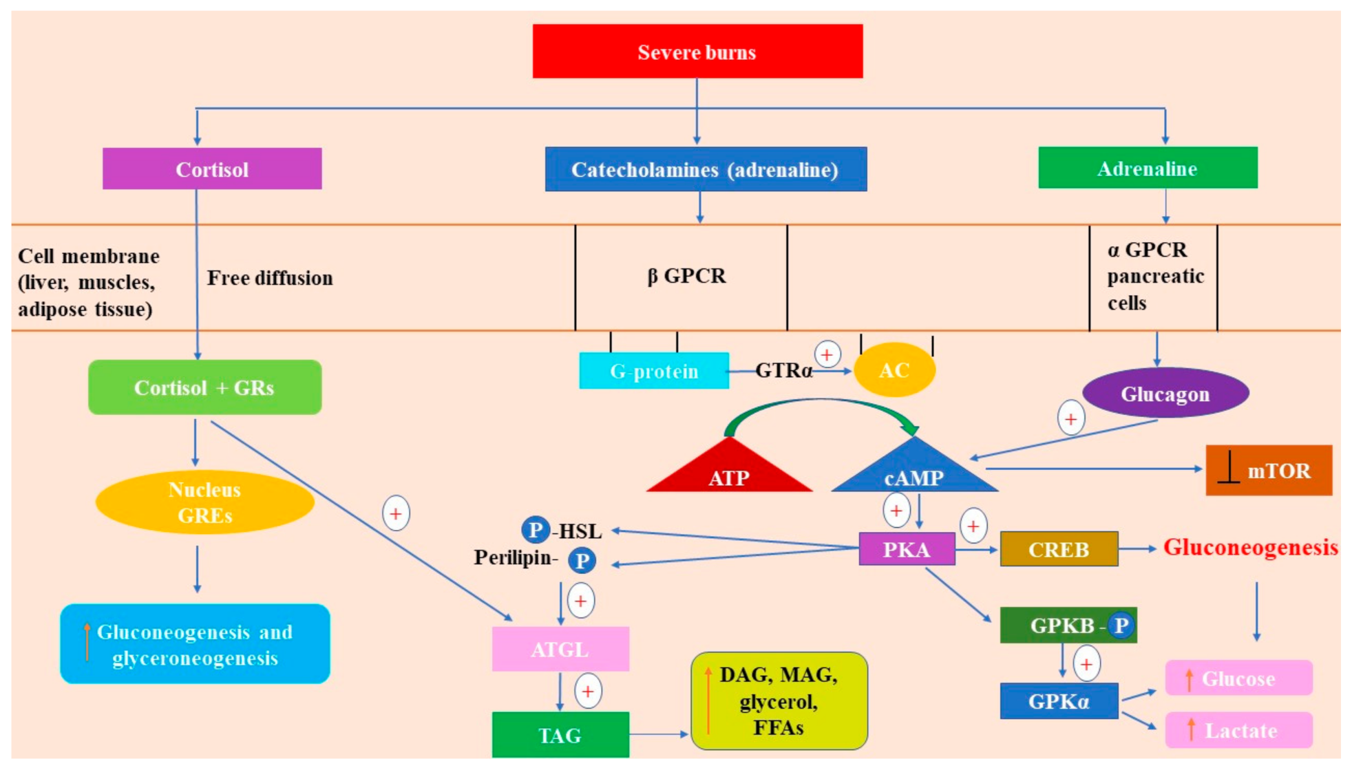 Ijms 22 05159 g002 Ijms 22 05159 g002
