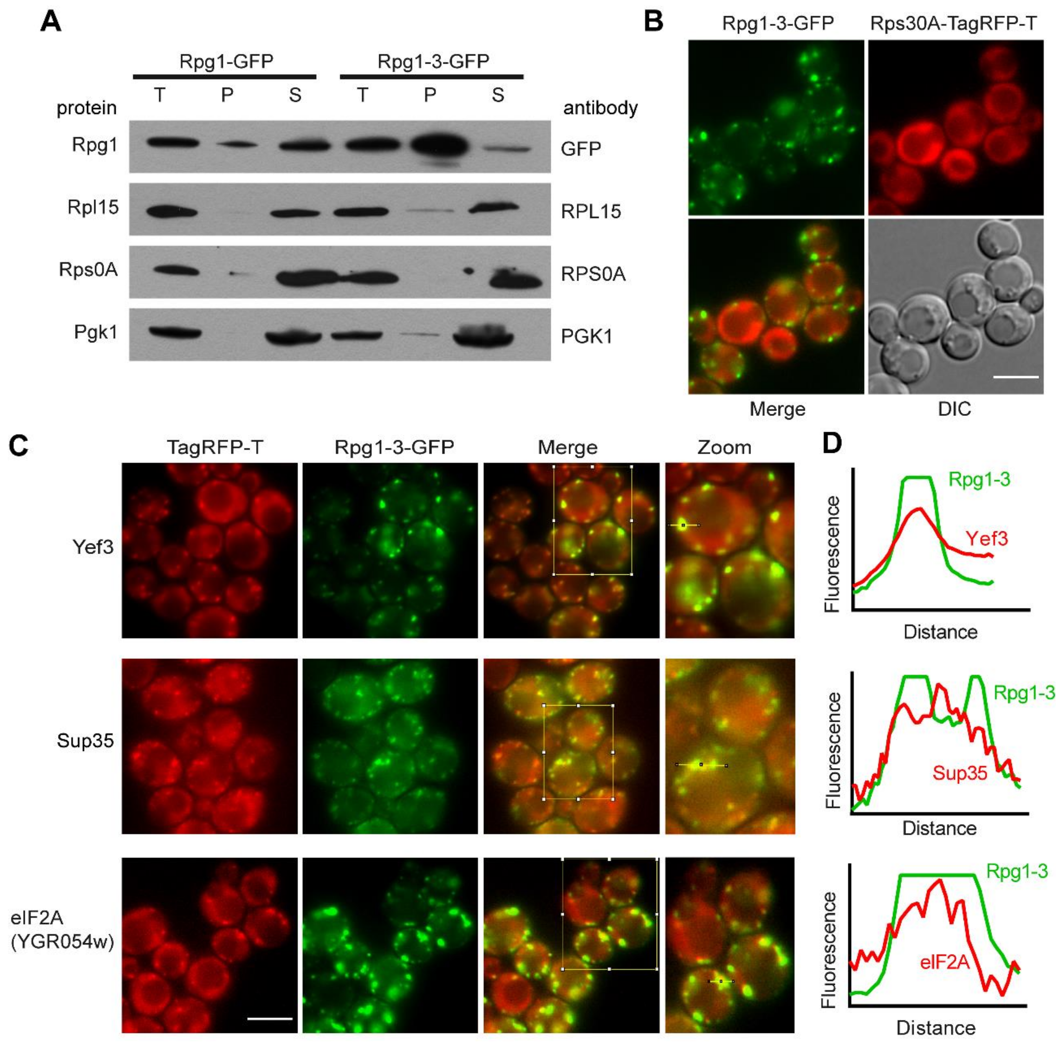 Ijms 22 05164 g003 Ijms 22 05164 g003
