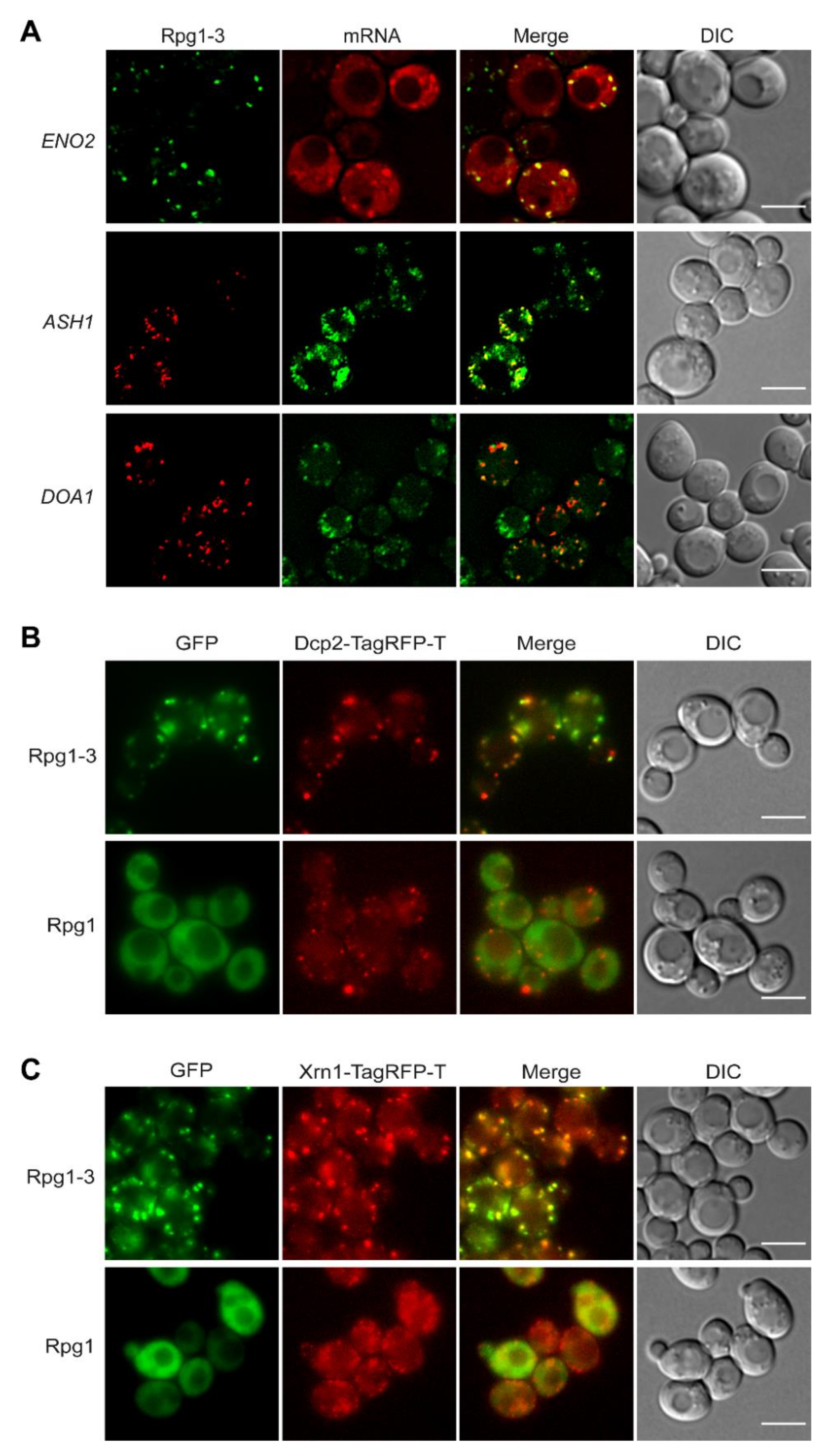 Ijms 22 05164 g004 Ijms 22 05164 g004