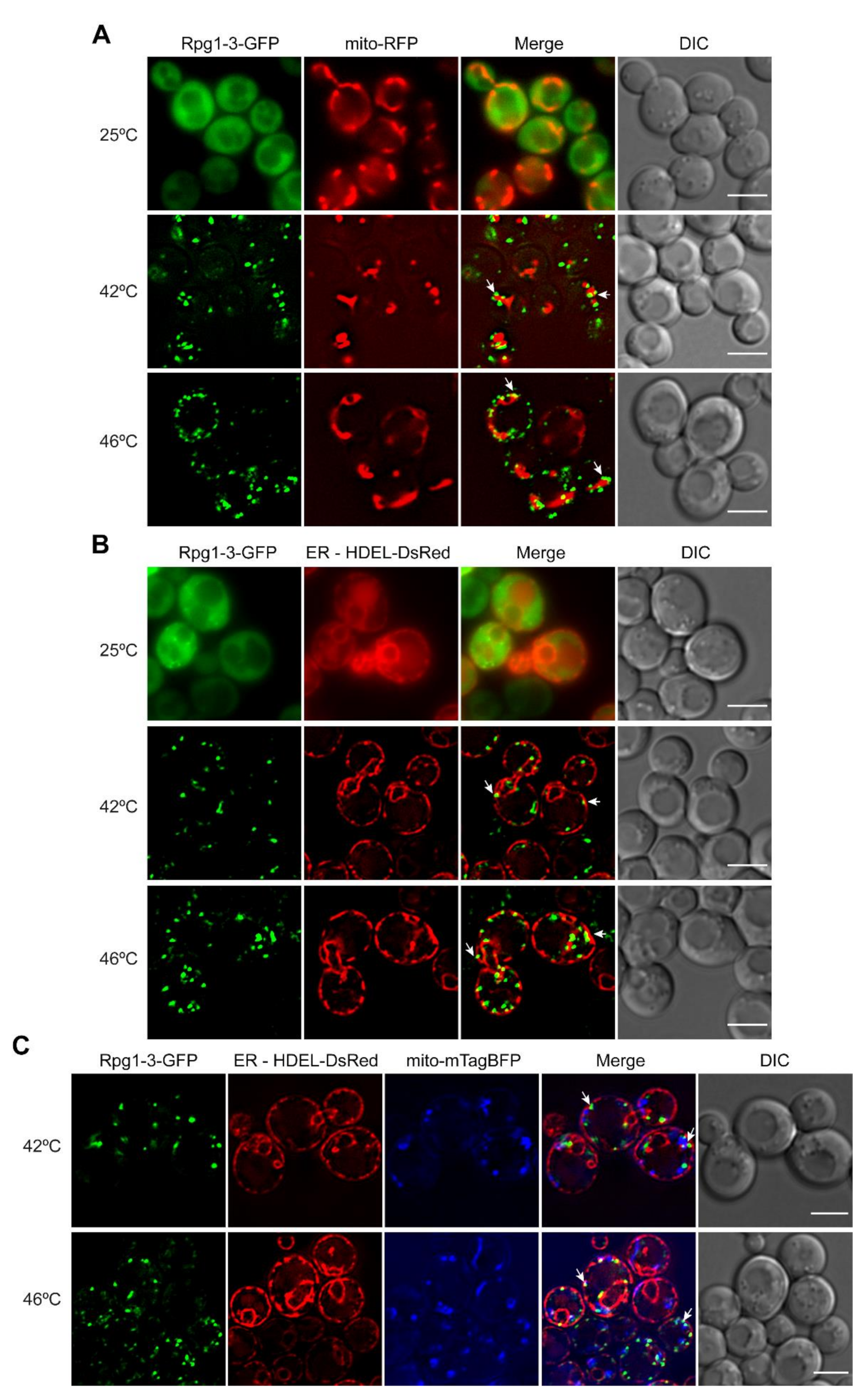 Ijms 22 05164 g005 Ijms 22 05164 g005