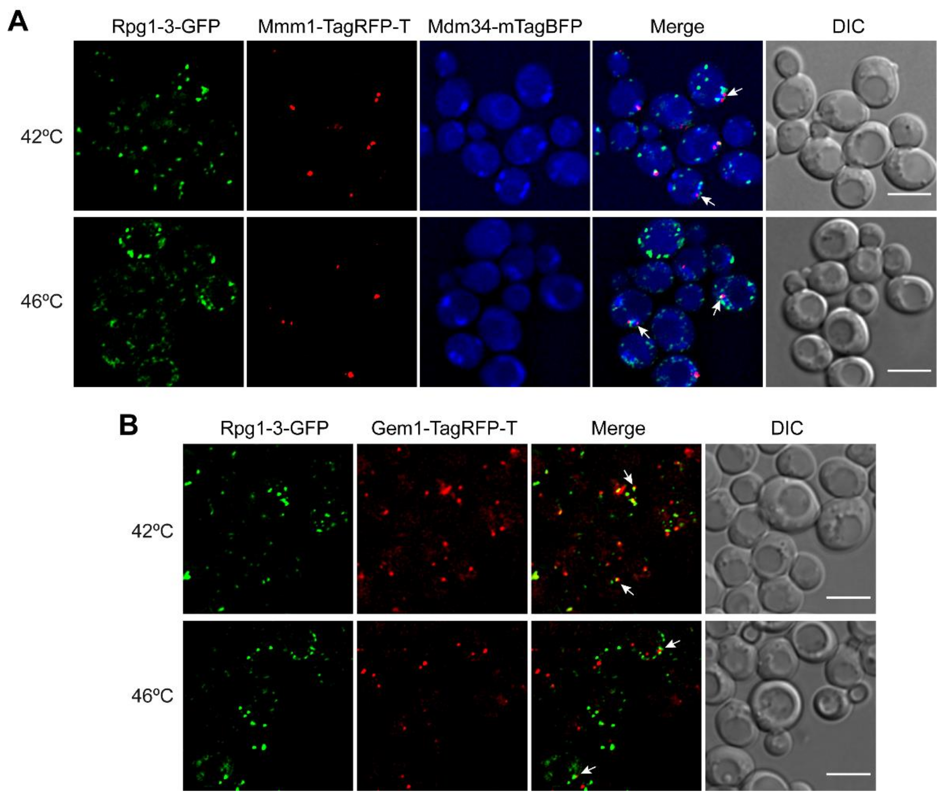 Ijms 22 05164 g006 Ijms 22 05164 g006