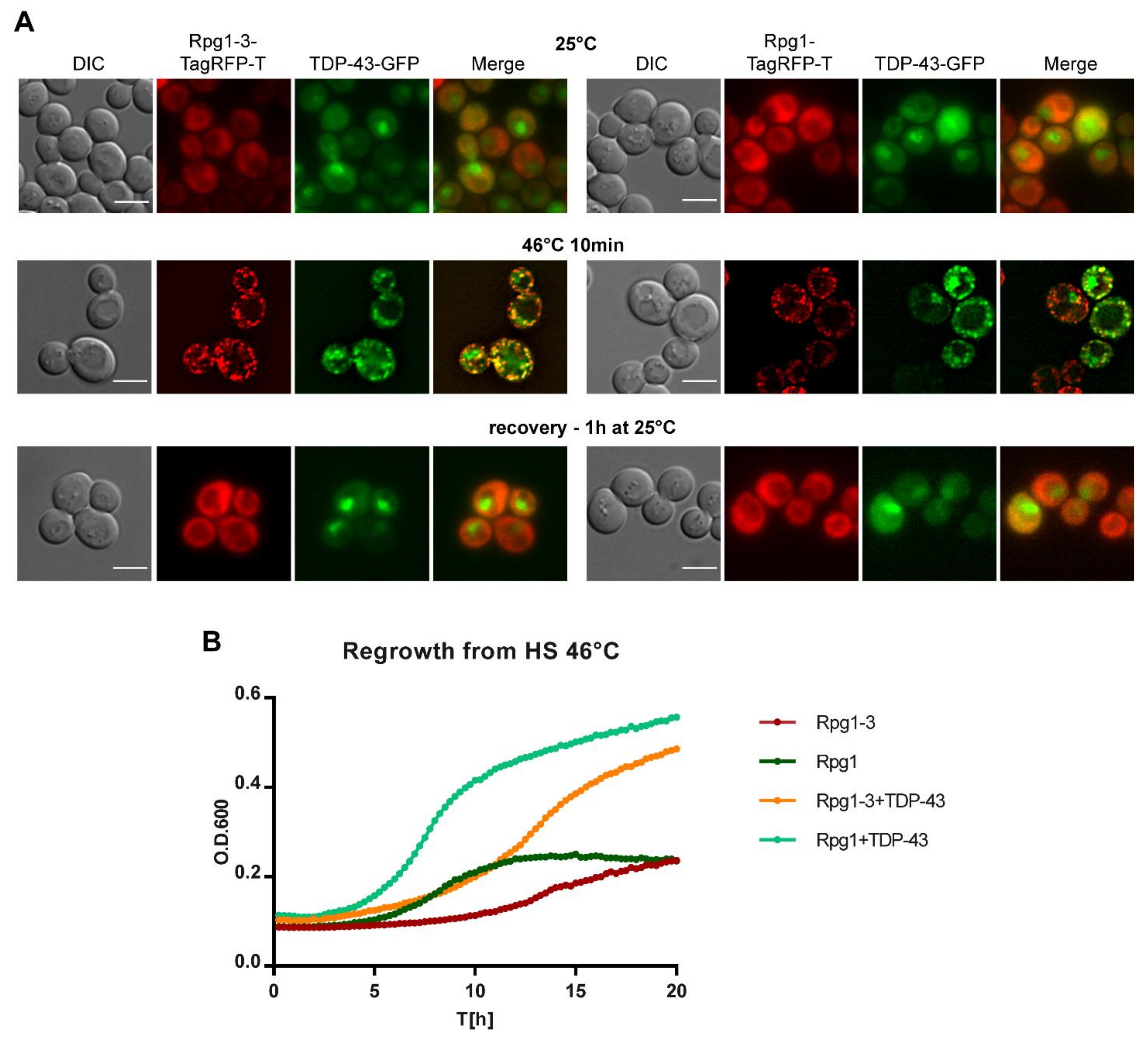 Ijms 22 05164 g008 Ijms 22 05164 g008