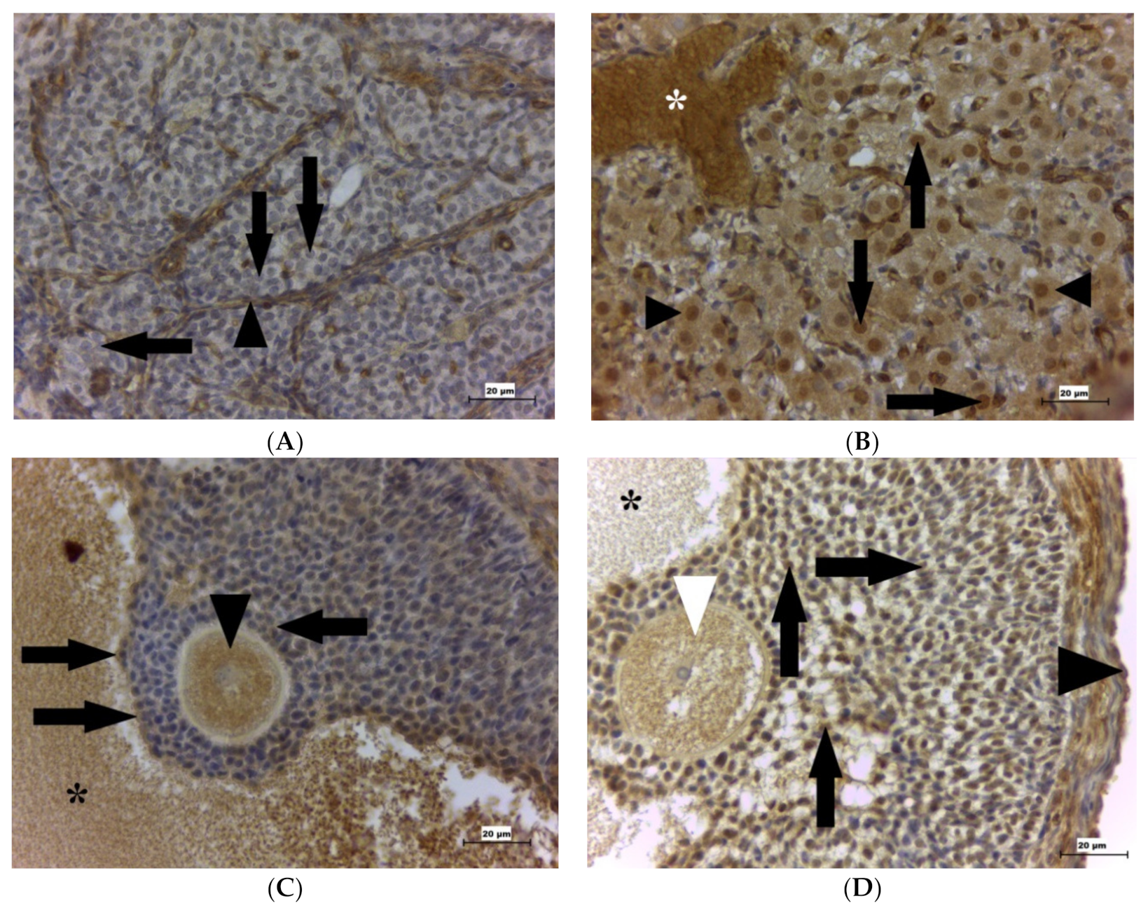 Ijms 22 05174 g002 Ijms 22 05174 g002