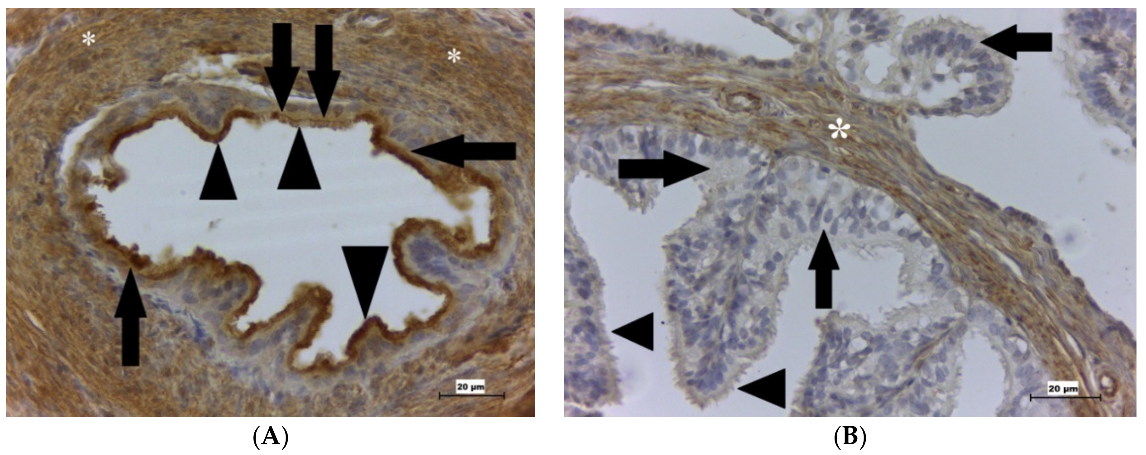 Ijms 22 05174 g003 Ijms 22 05174 g003