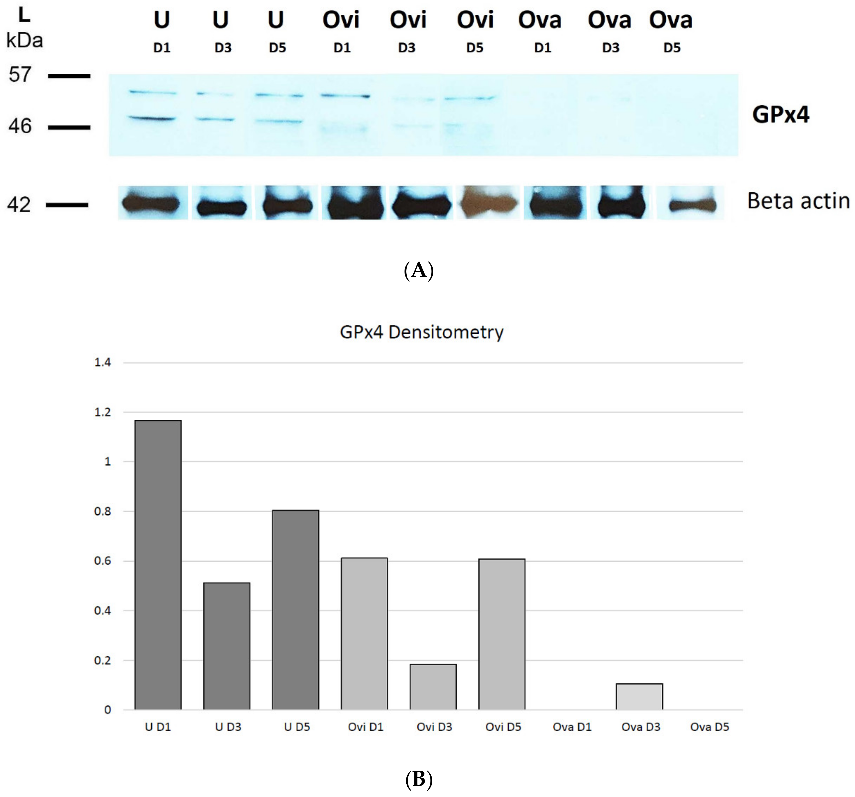 Ijms 22 05174 g005 Ijms 22 05174 g005