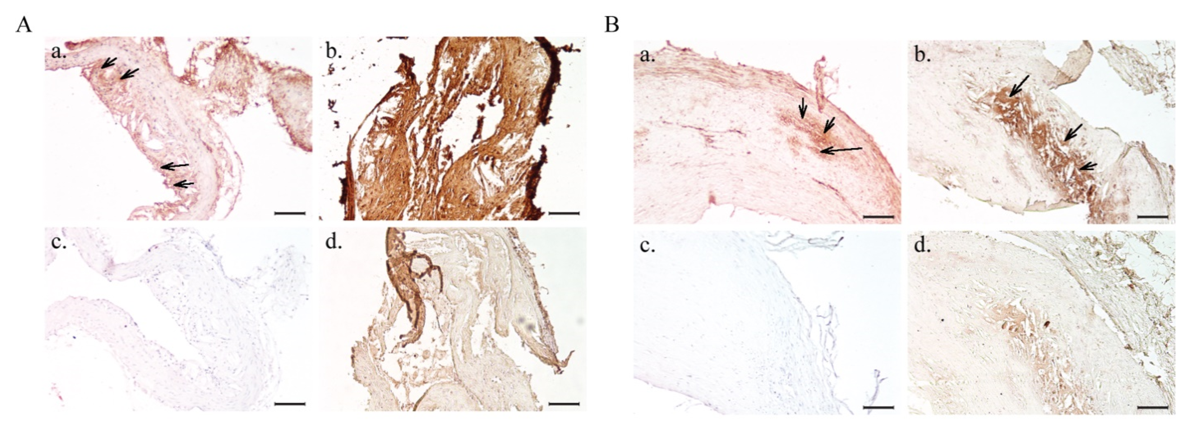Ijms 22 05188 g003 Ijms 22 05188 g003
