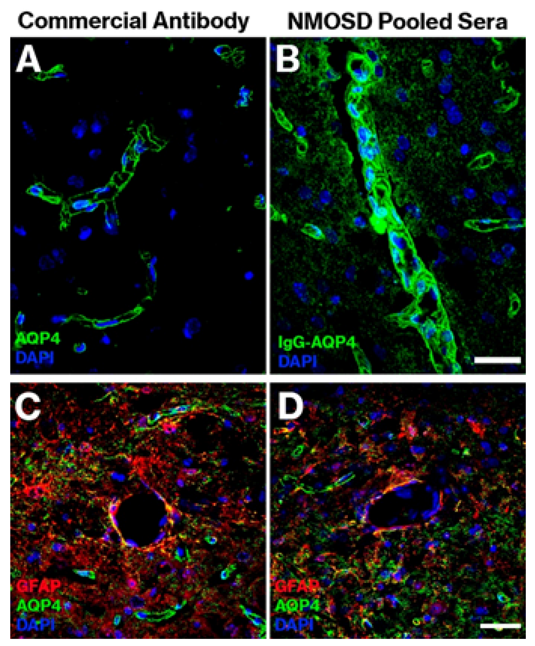 Ijms 22 05192 g002 Ijms 22 05192 g002
