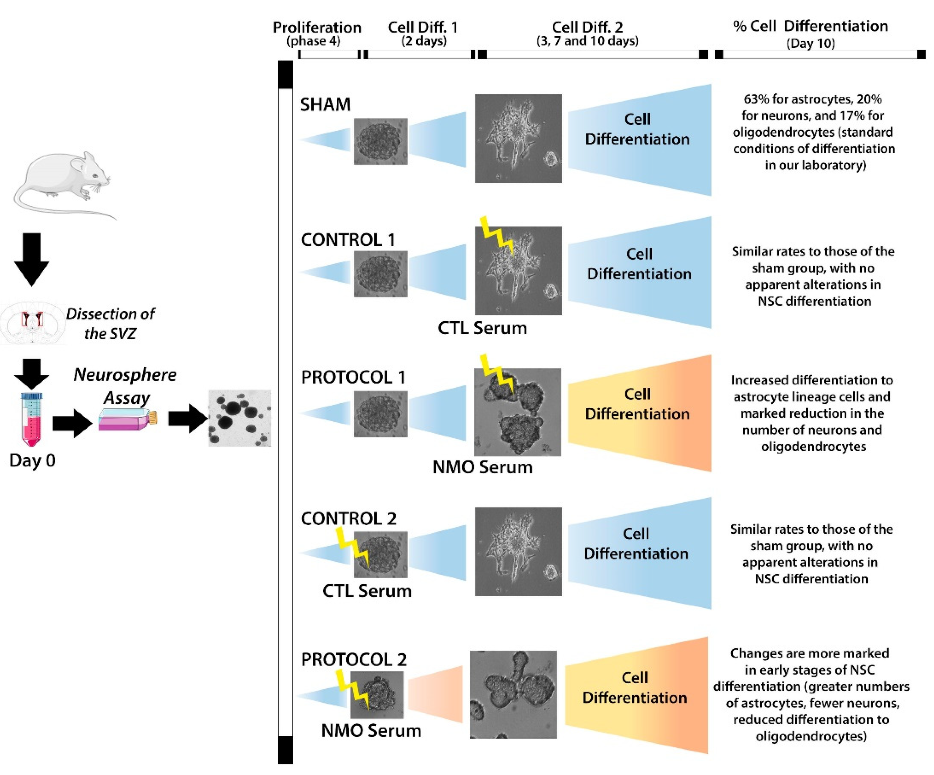 Ijms 22 05192 g005 Ijms 22 05192 g005