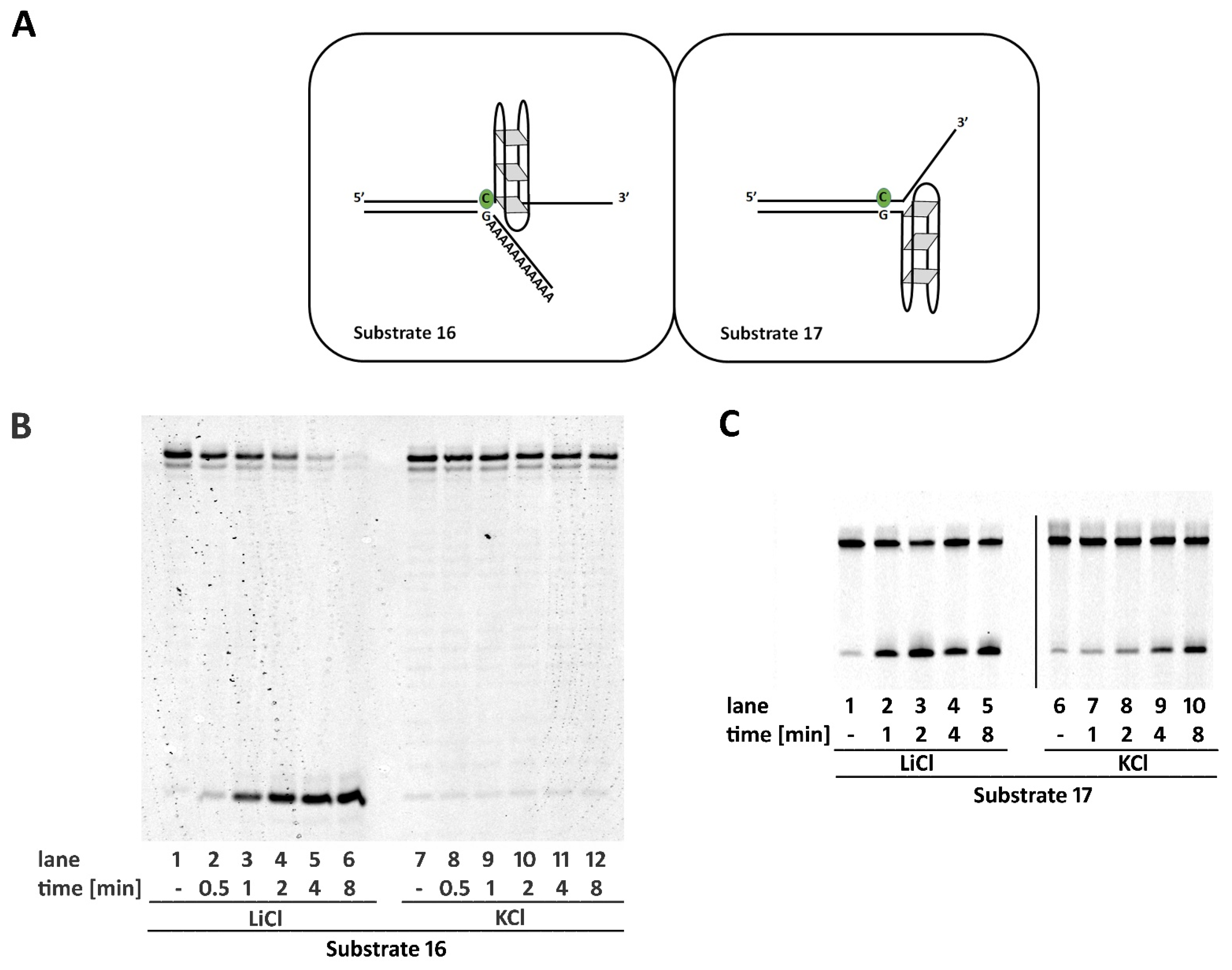 Ijms 22 05201 g004 Ijms 22 05201 g004
