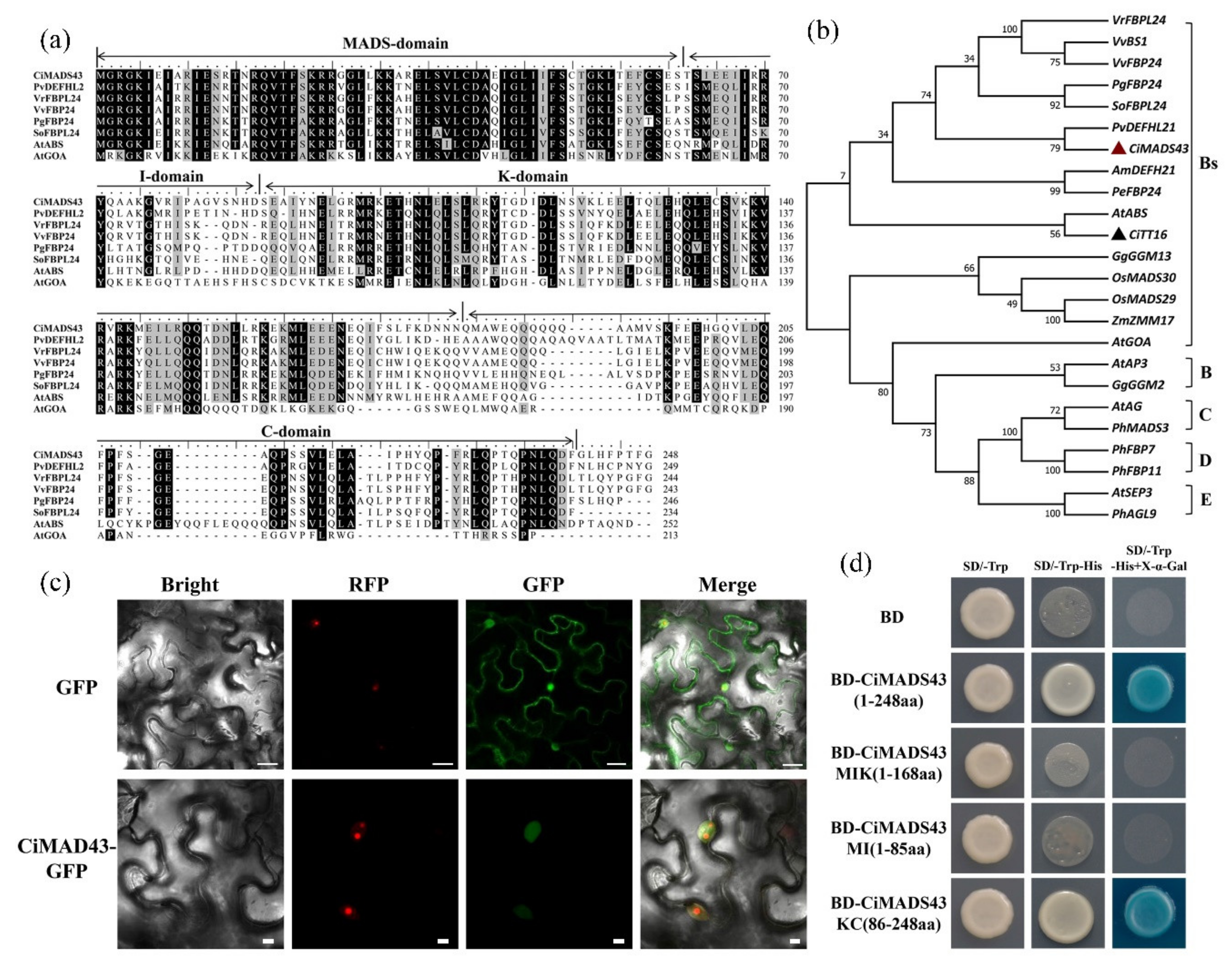 Ijms 22 05205 g001 Ijms 22 05205 g001