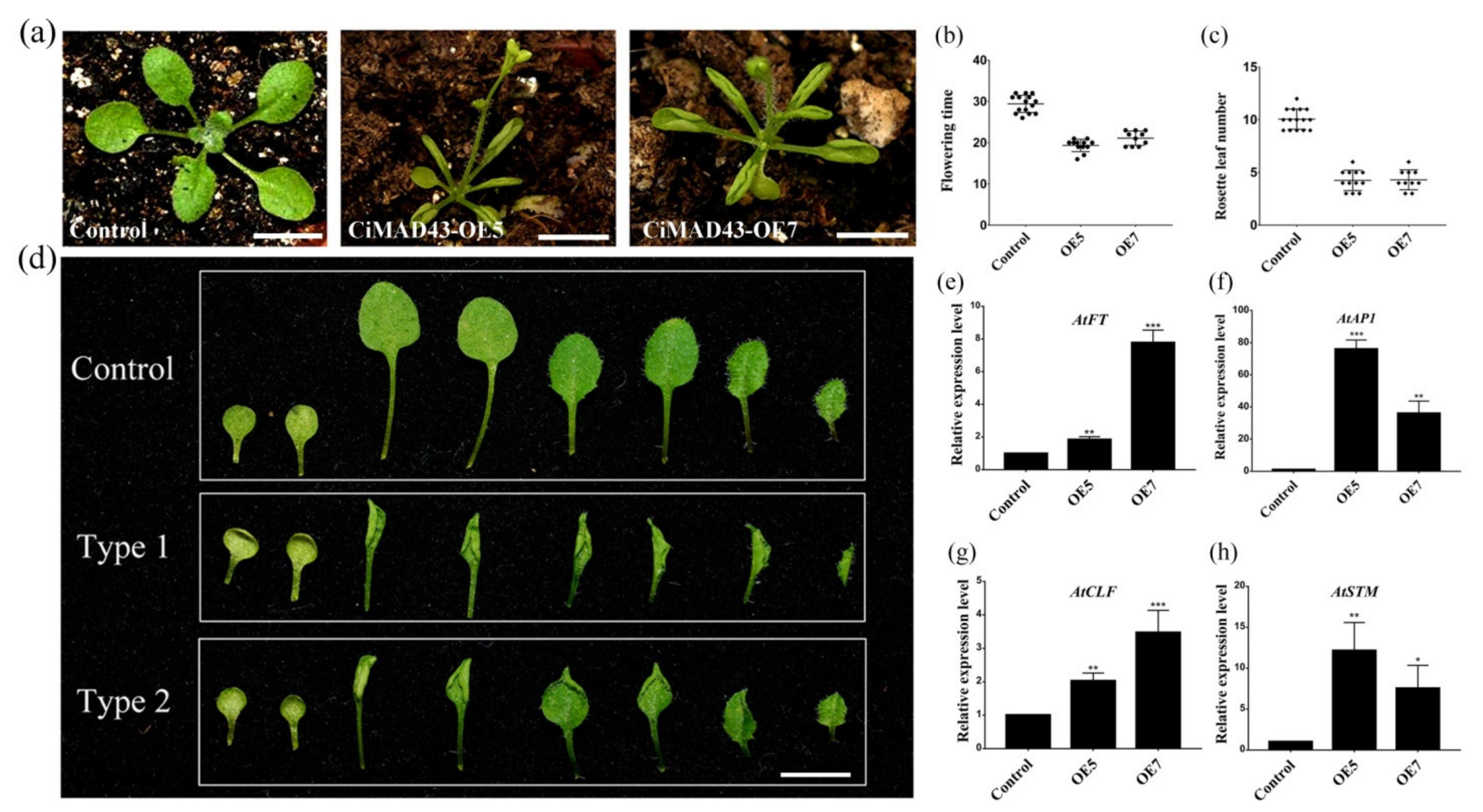 Ijms 22 05205 g002 Ijms 22 05205 g002