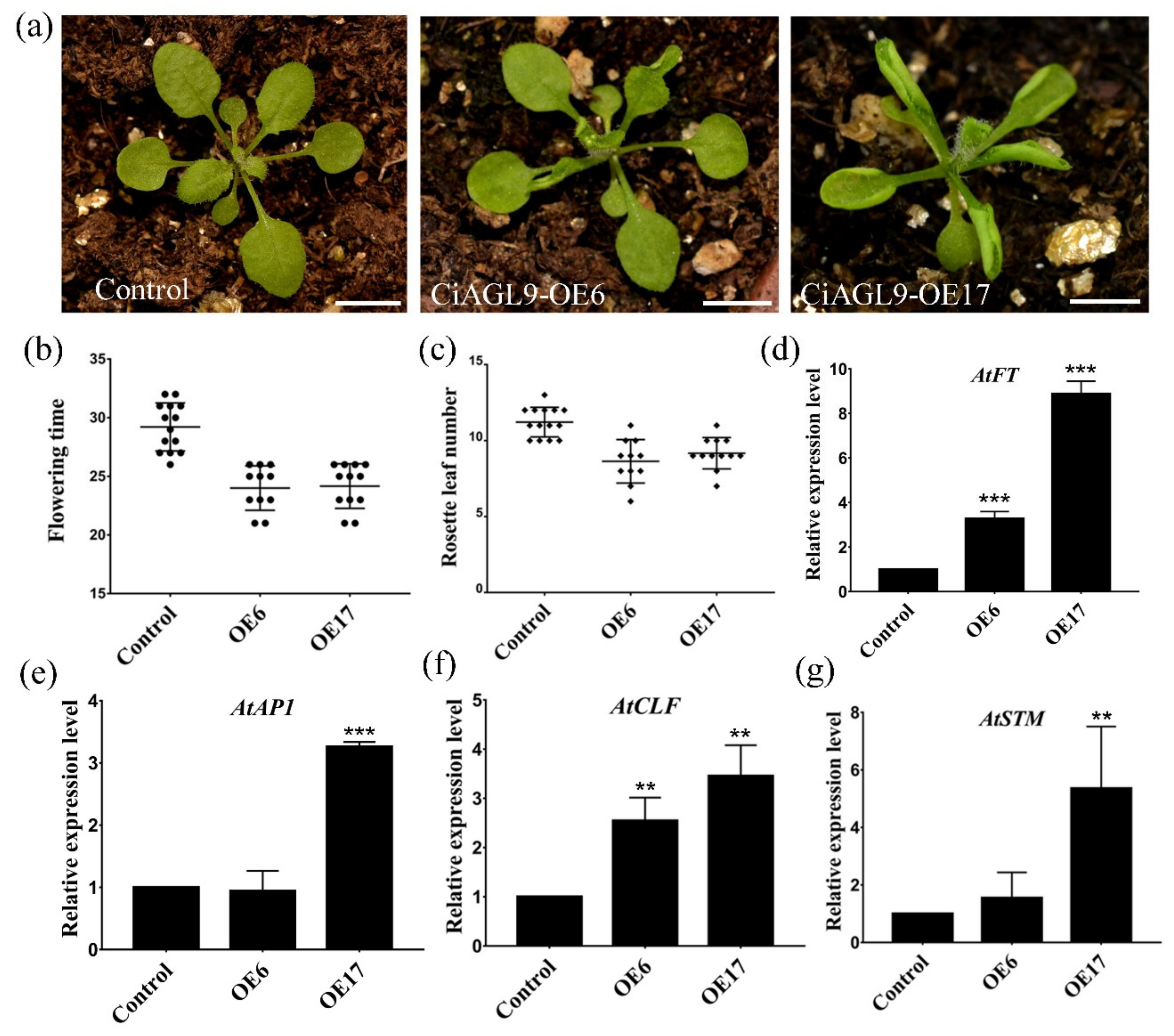 Ijms 22 05205 g007 Ijms 22 05205 g007