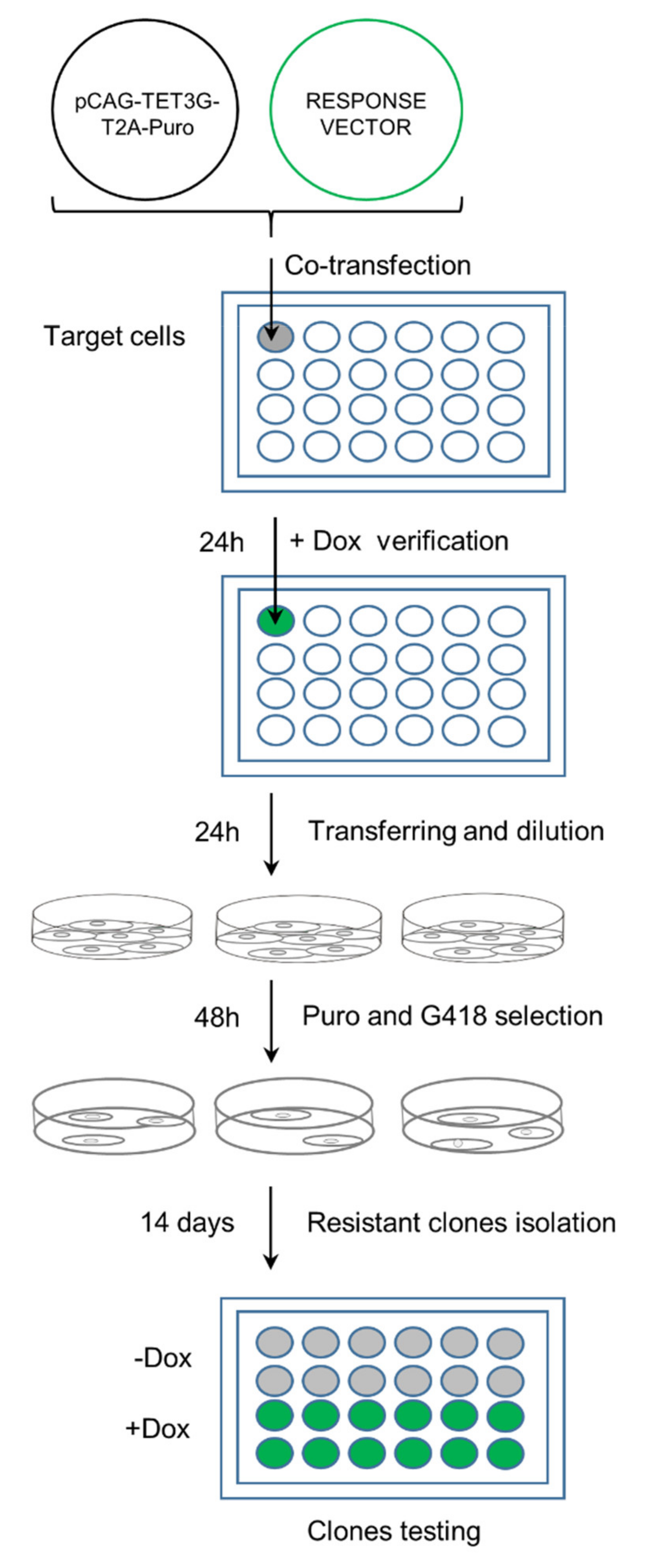 Ijms 22 05206 g004 Ijms 22 05206 g004