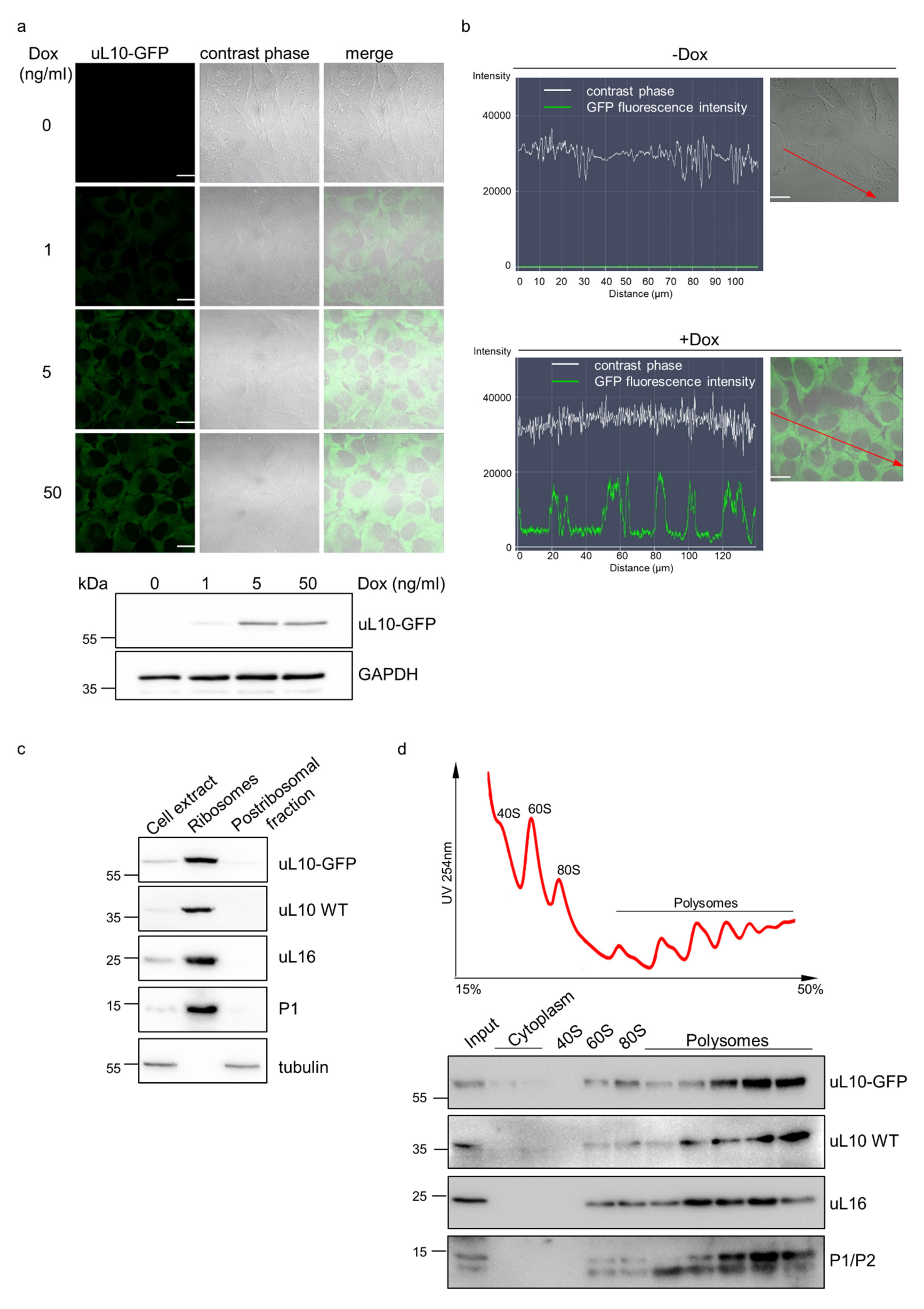 Ijms 22 05206 g005 Ijms 22 05206 g005