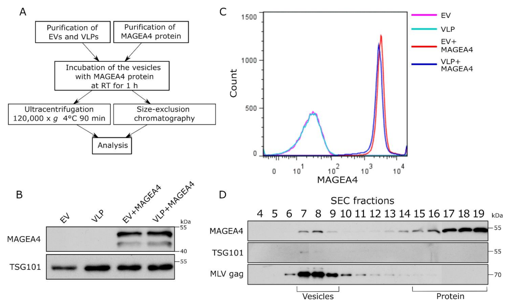 Ijms 22 05208 g004 Ijms 22 05208 g004