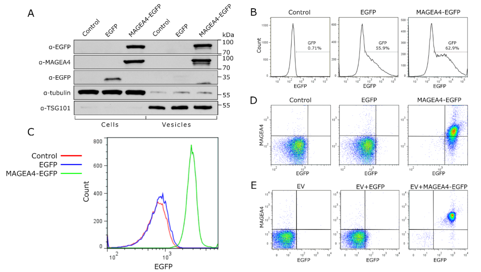 Ijms 22 05208 g005 Ijms 22 05208 g005