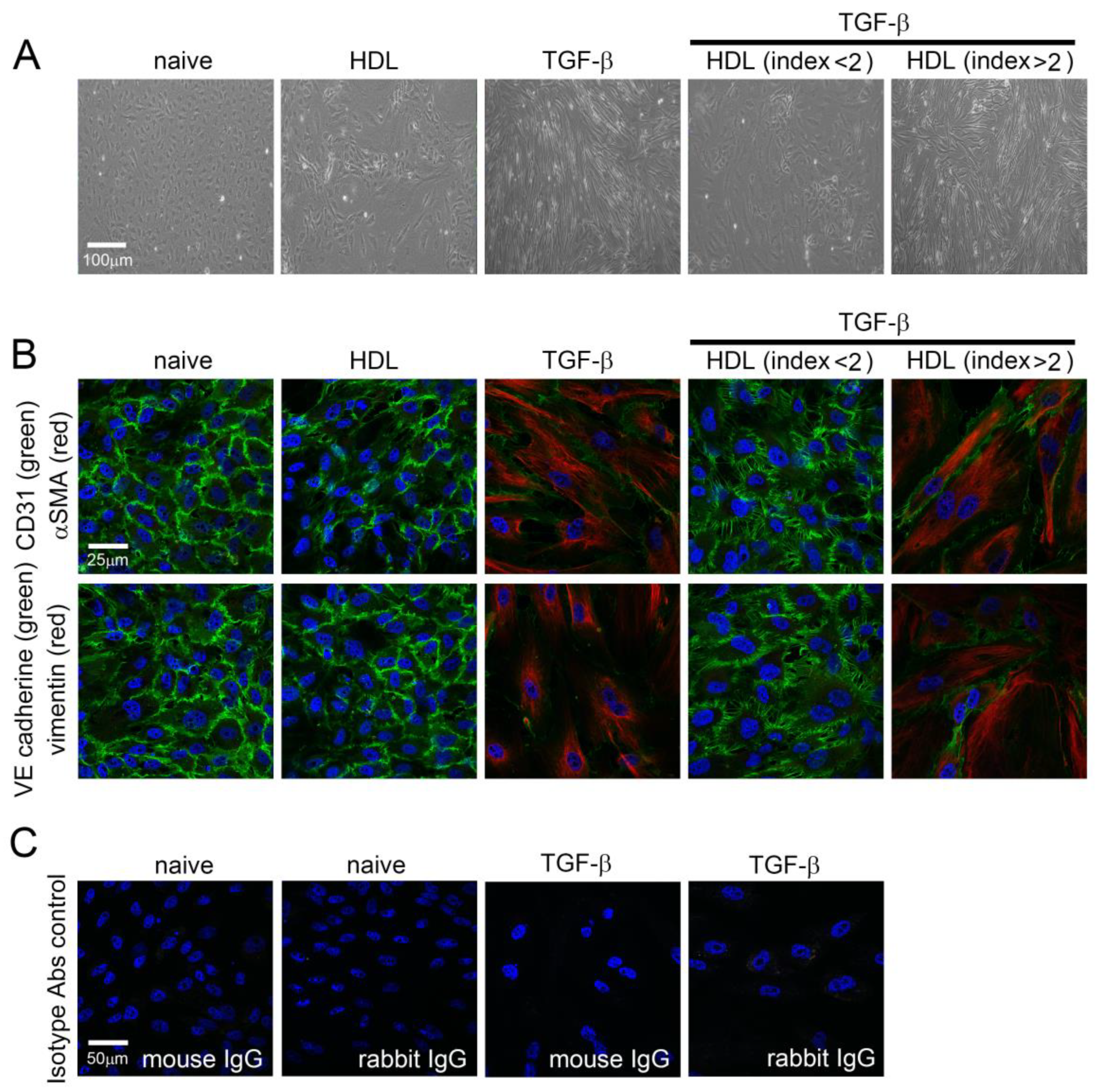 Ijms 22 05210 g001 Ijms 22 05210 g001