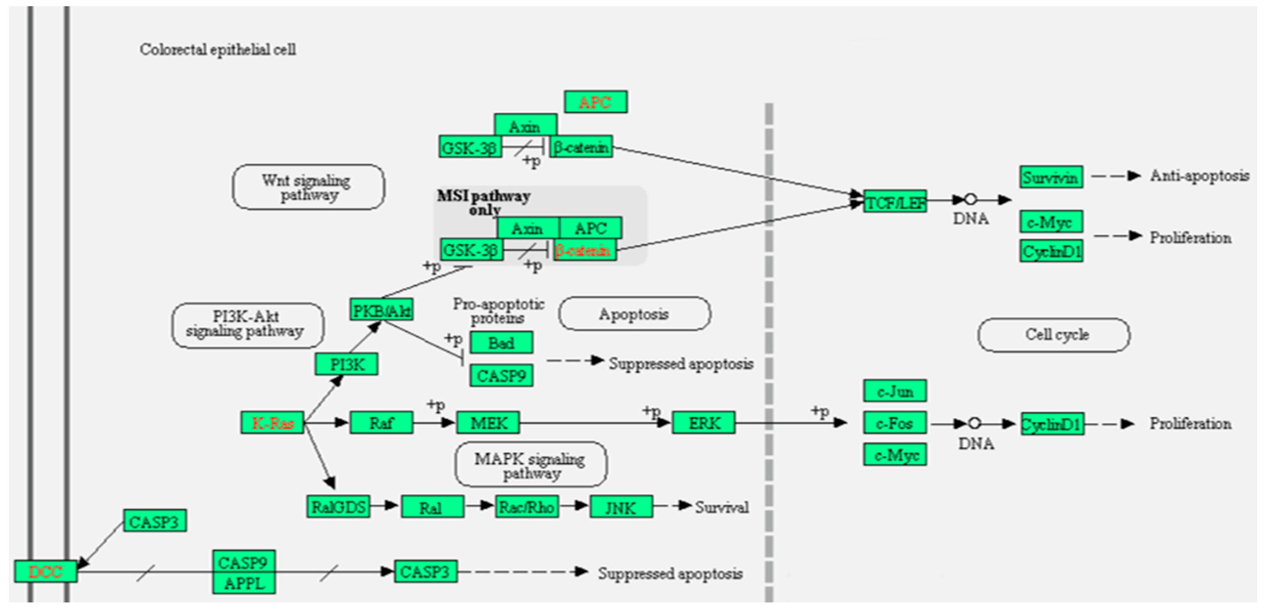 Ijms 22 05213 g005 Ijms 22 05213 g005
