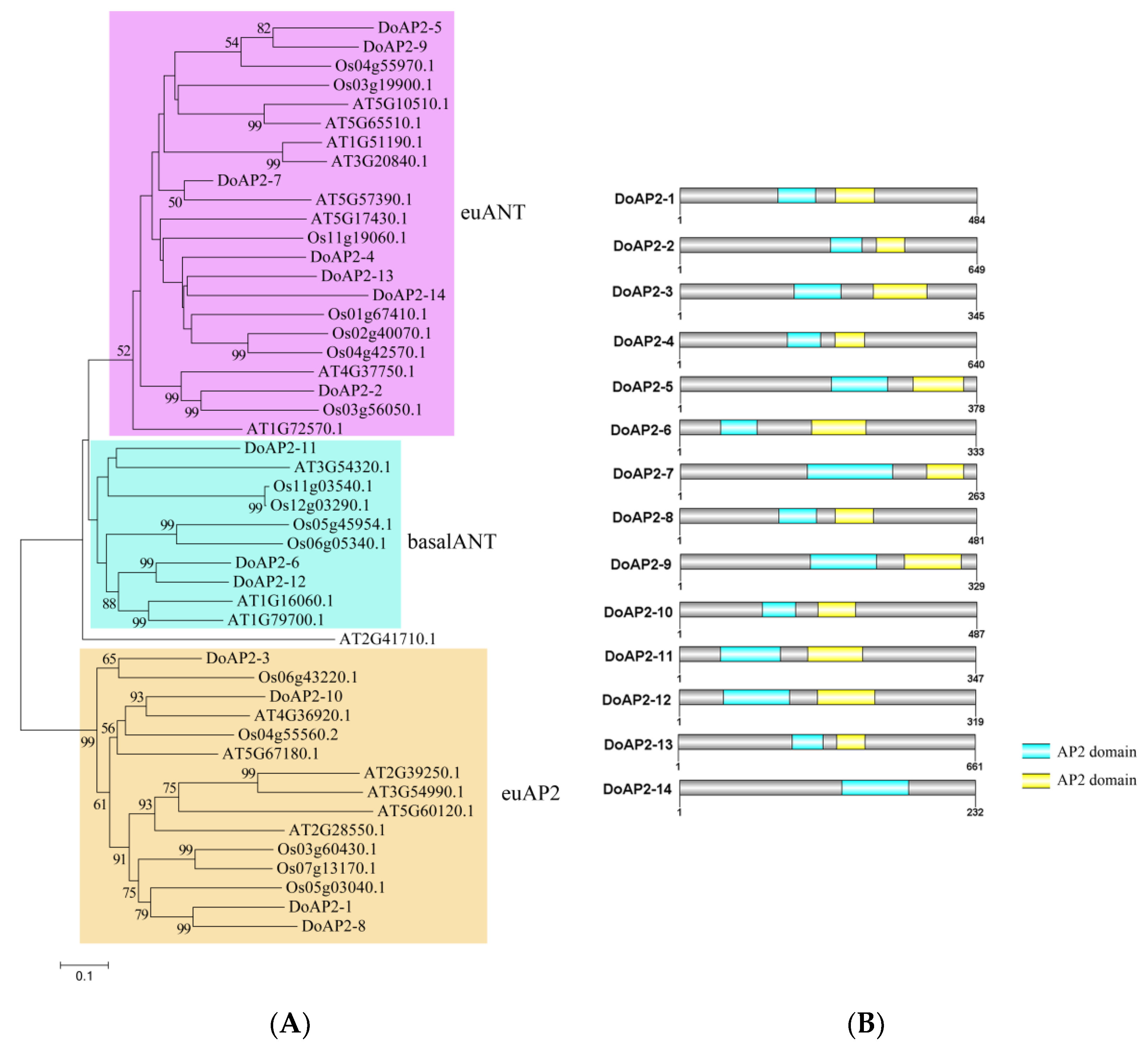 ijms free full text genome wide identification and analysis of the apetala2 ap2 transcription factor in dendrobium officinale html