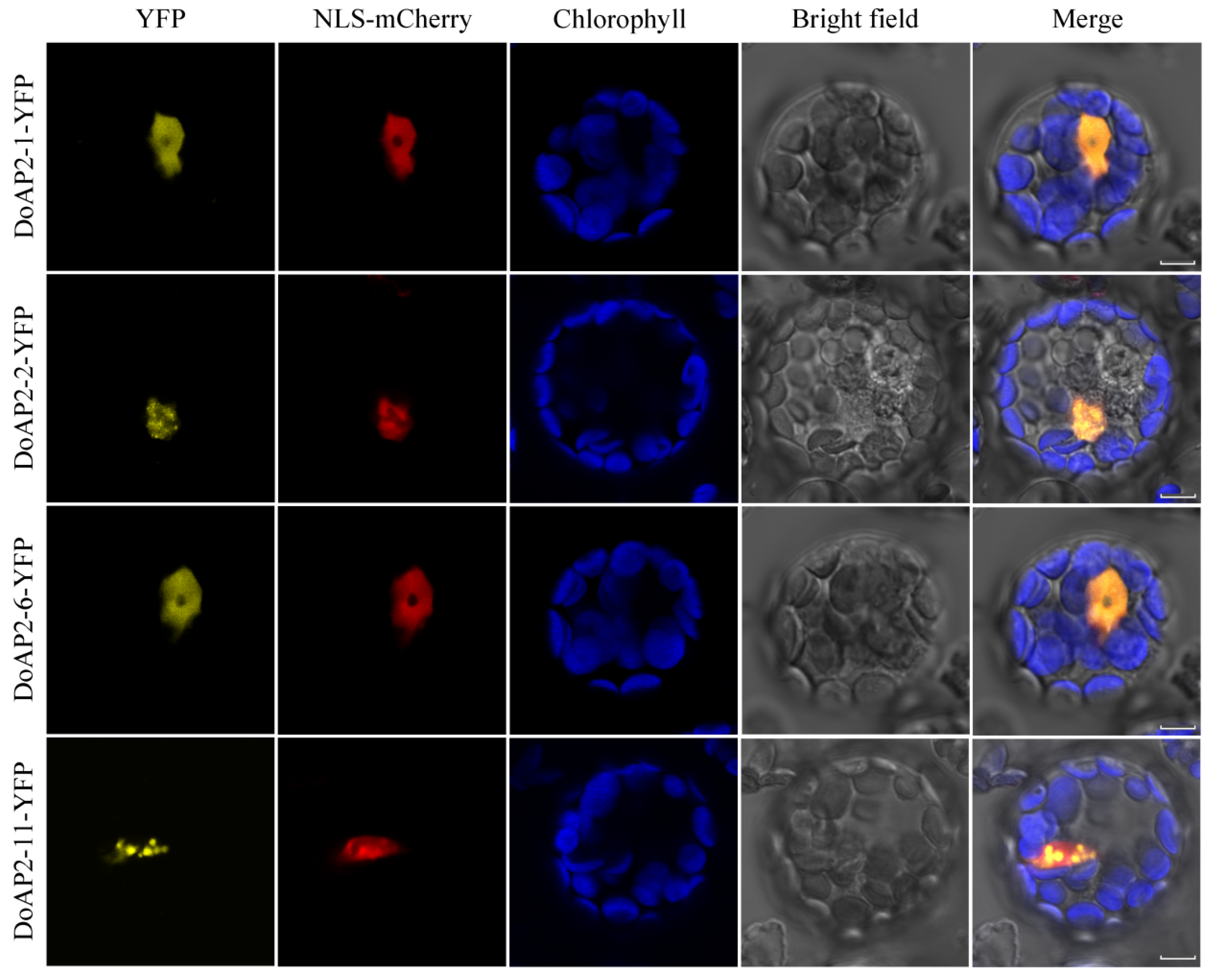 Ijms 22 05221 g007 Ijms 22 05221 g007