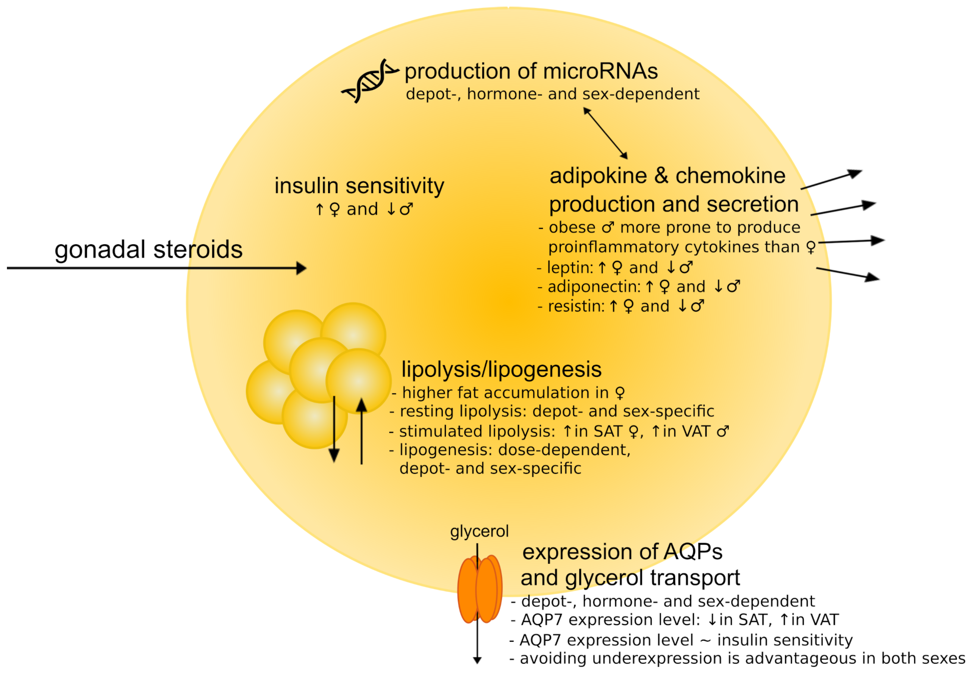 IJMS Free Full-Text Recent Update on the Molecular Mechanisms of Gonadal Steroids Action in Adipose Tissue