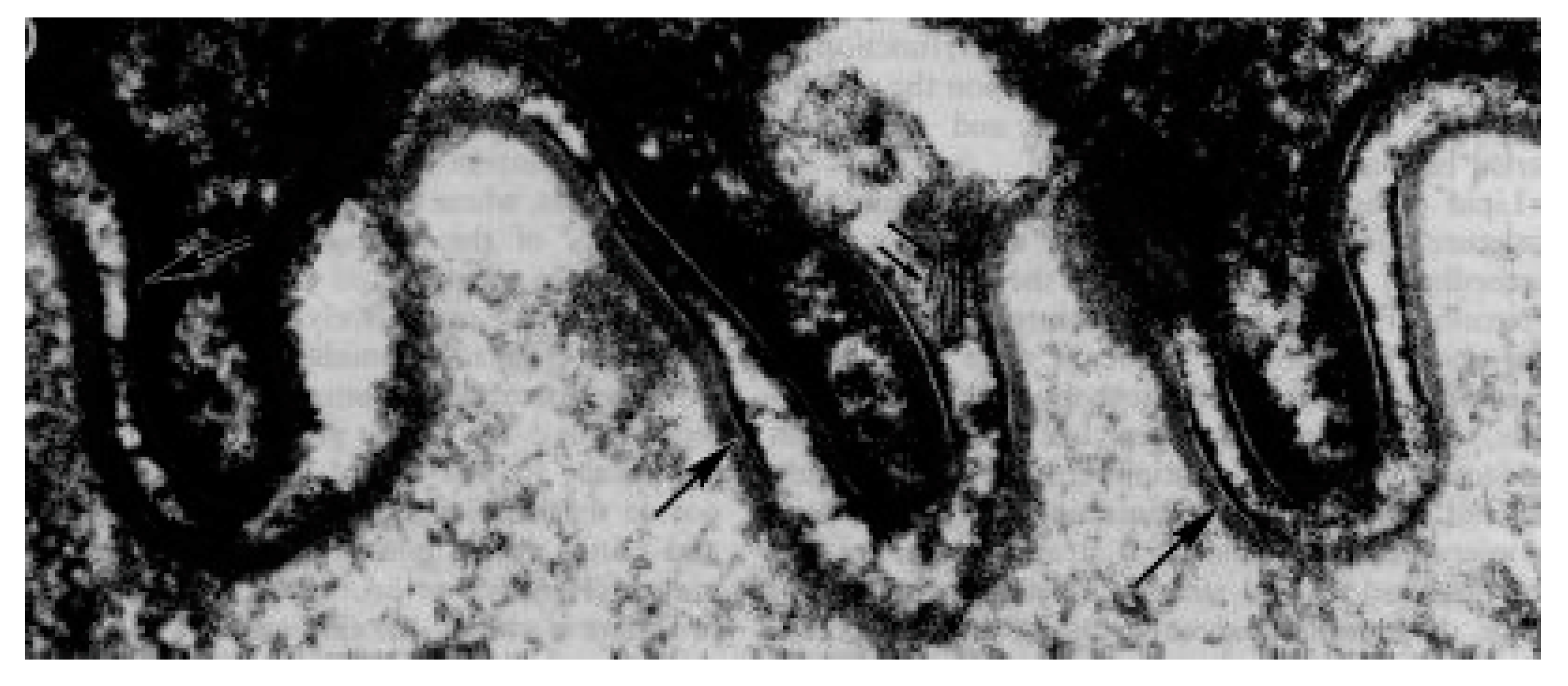 Ijms 22 05229 g004 Ijms 22 05229 g004