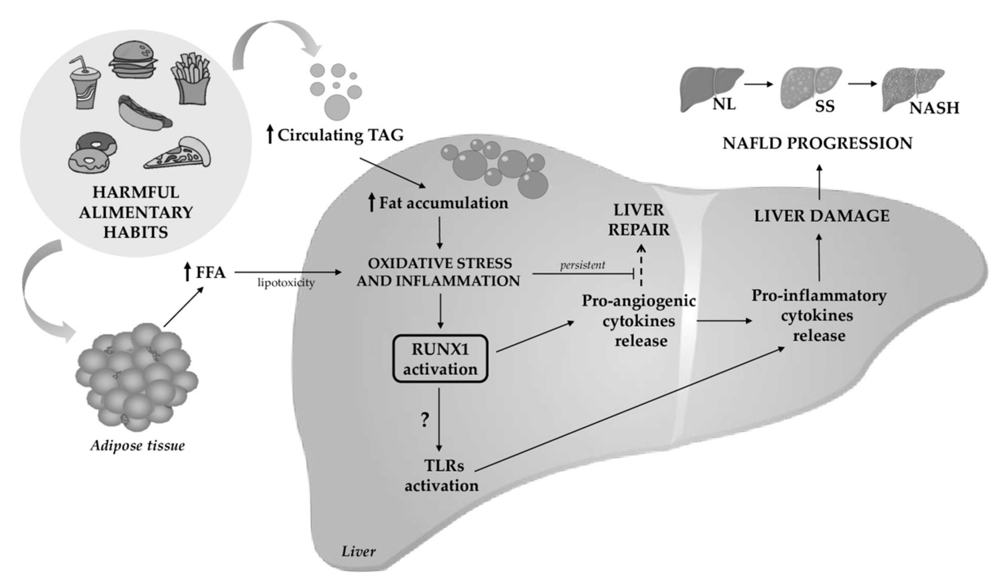 Liver Cirrhosis Pathophysiology
