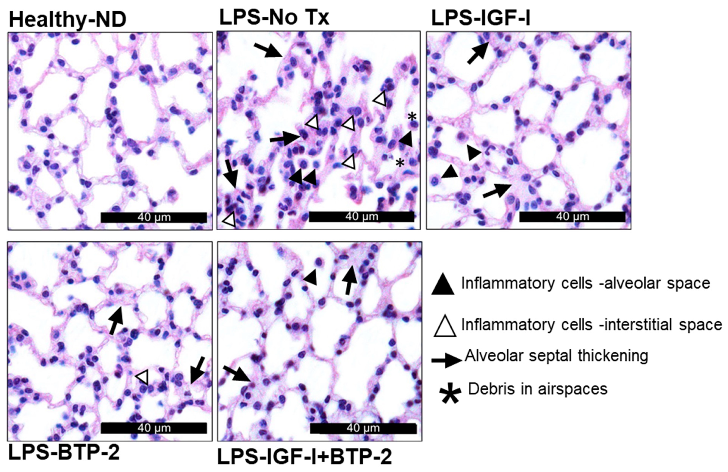 Ijms 22 05244 g006 Ijms 22 05244 g006