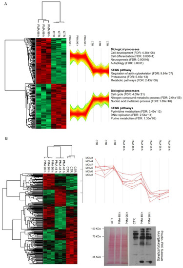 Protein Kinase C Activation Drives a Differentiation Program in an ...