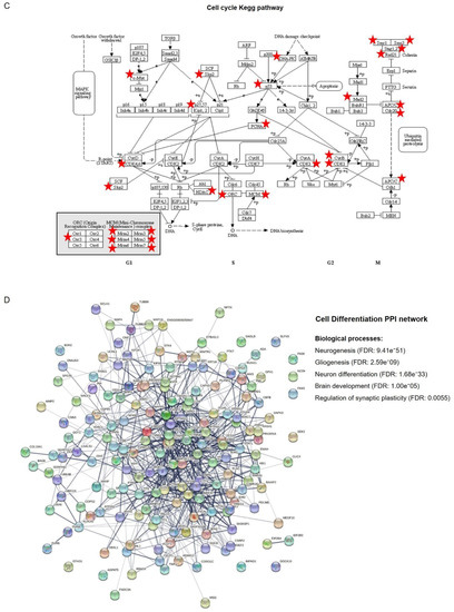 Protein Kinase C Activation Drives a Differentiation Program in an ...