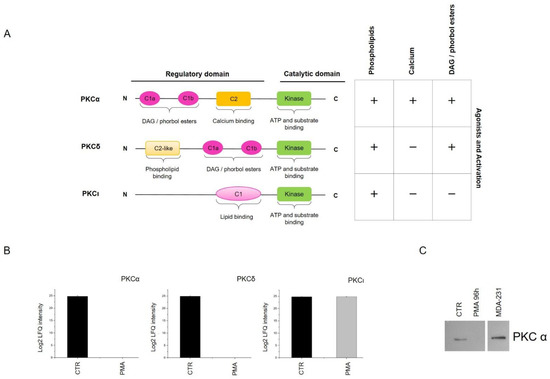Protein Kinase C Activation Drives a Differentiation Program in an ...
