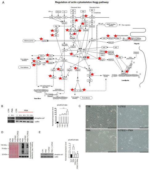 Protein Kinase C Activation Drives a Differentiation Program in an ...