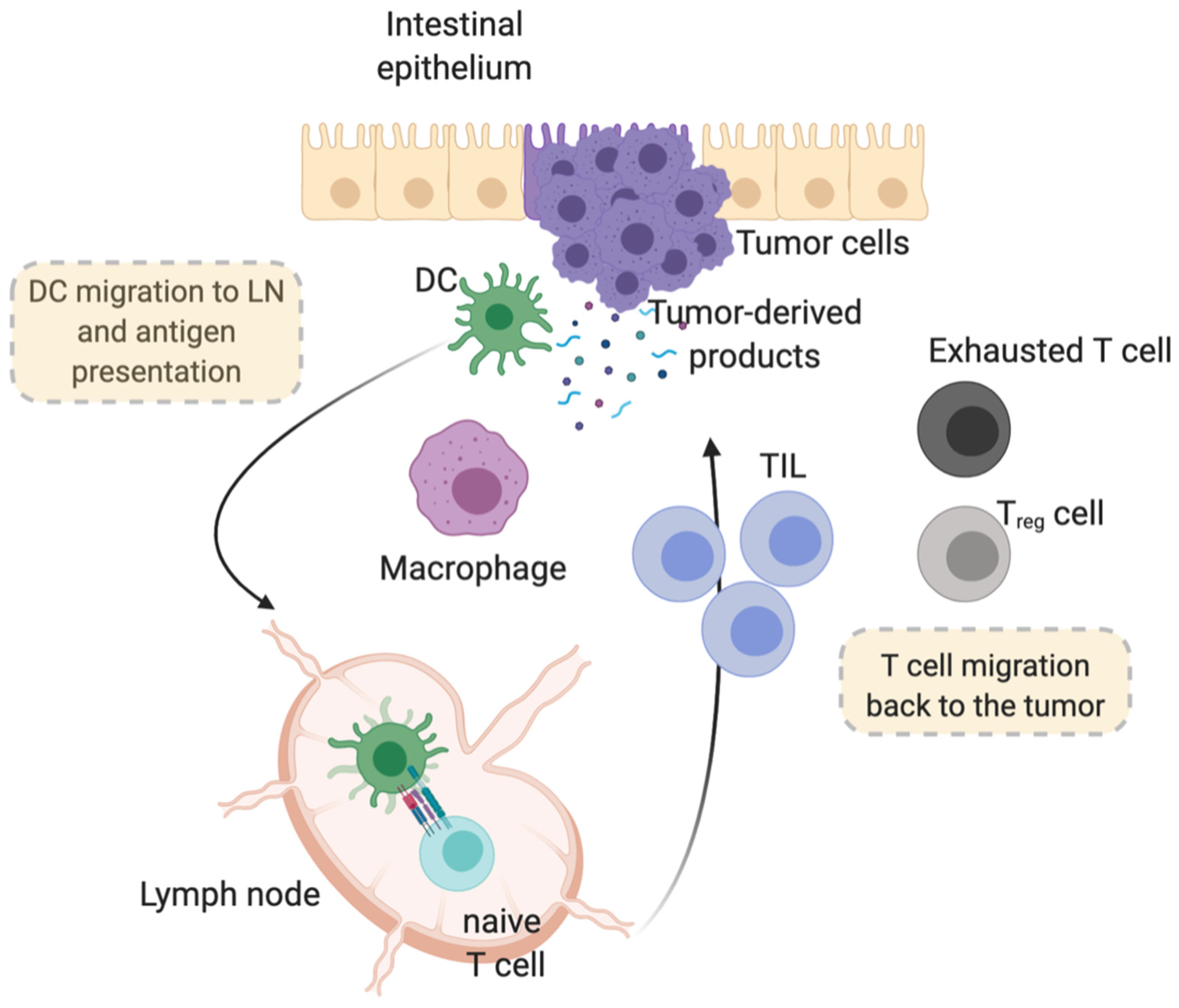 Ijms Free Full Text Heterogeneity Of Colorectal Cancer Progression