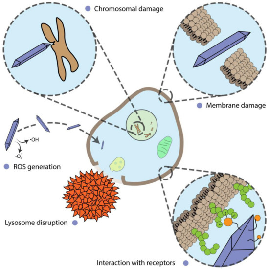 カスケード　カスケードGZR Nanomaterial Shape Influence on Cell Behavior