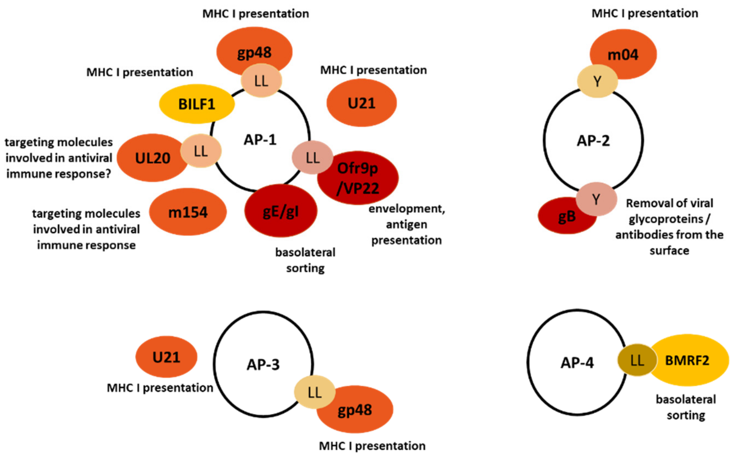 IJMS Free FullText Viral Interactions with AdaptorProtein Complexes A Ubiquitous Trait