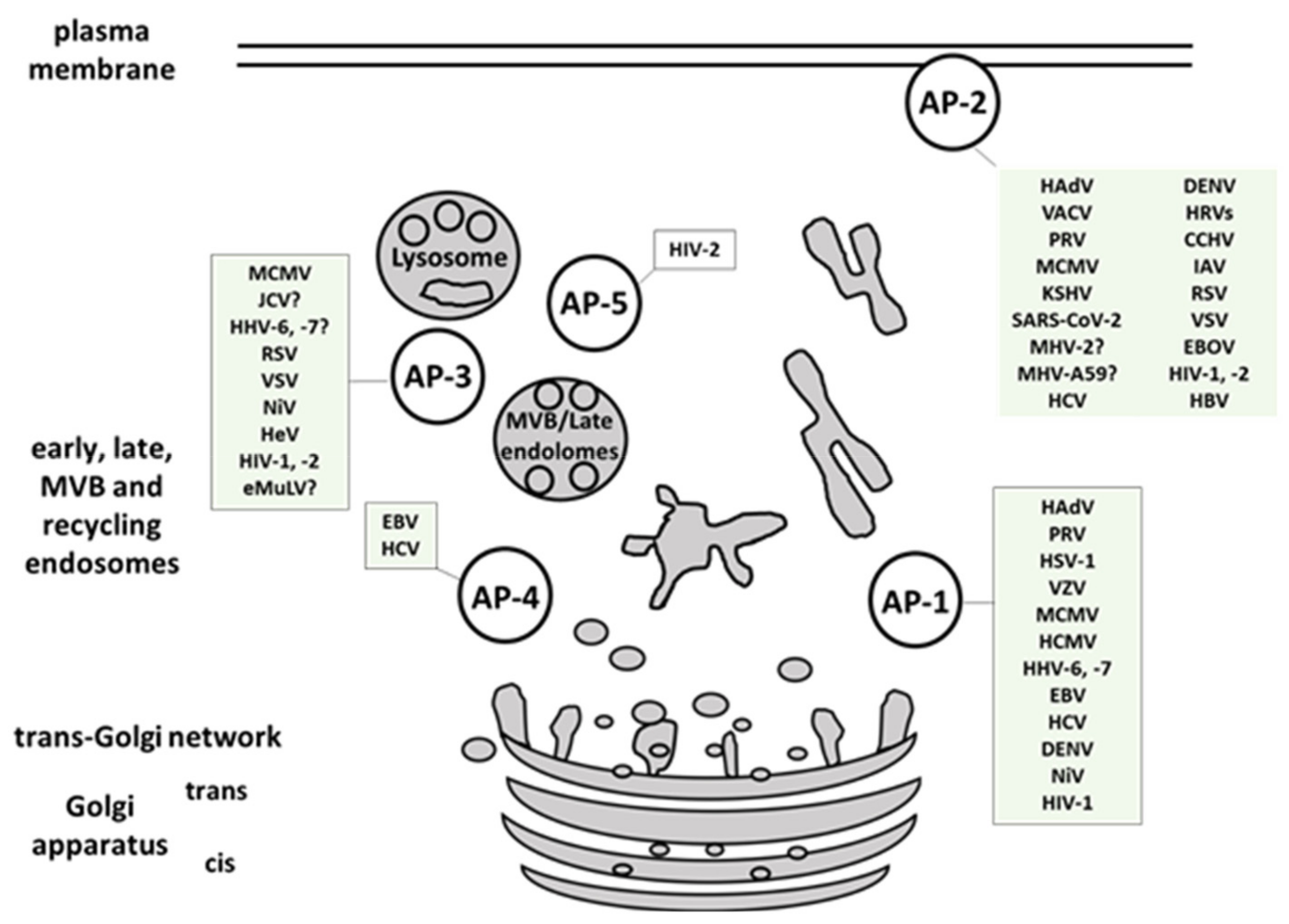 Ijms 22 05274 g004 Ijms 22 05274 g004
