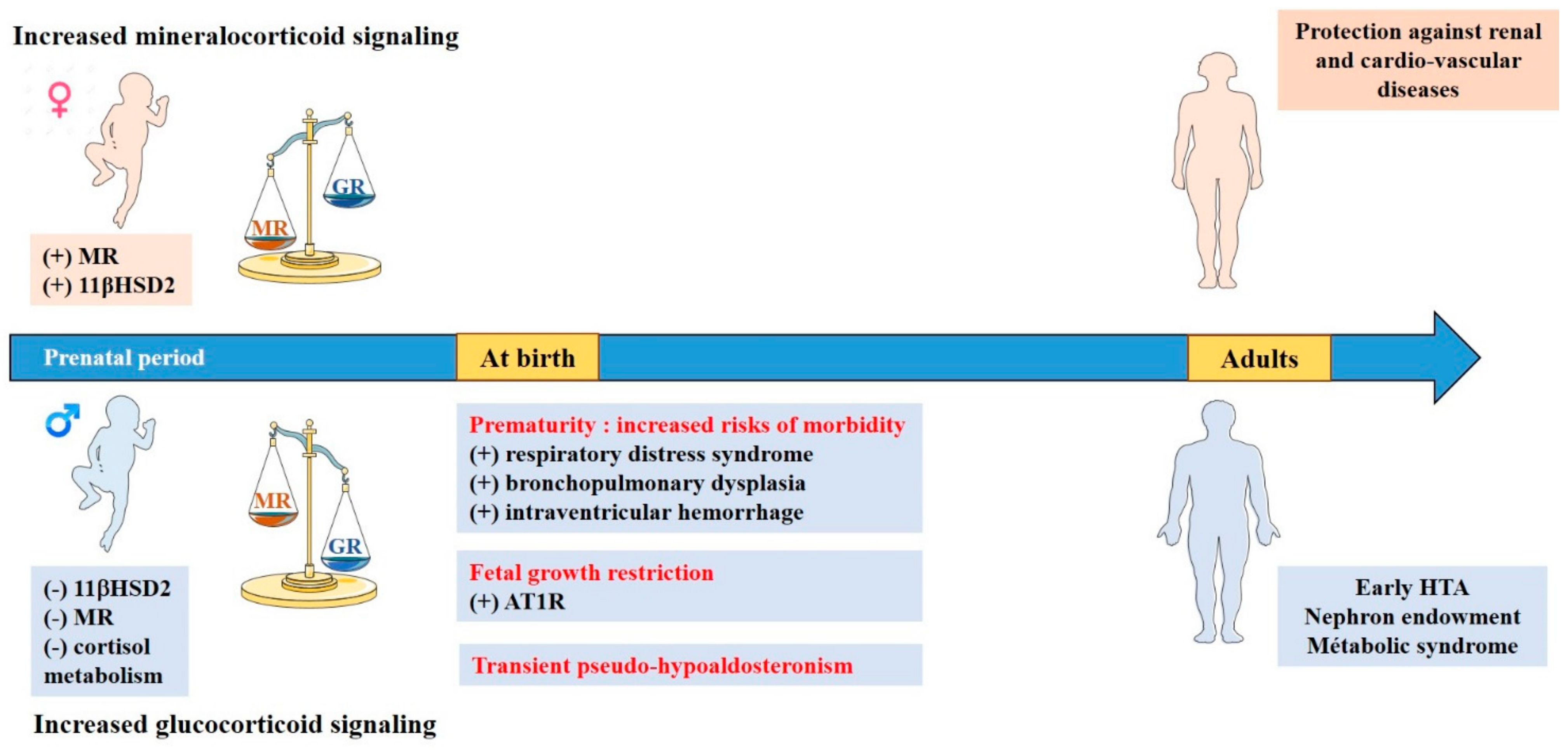 Ijms 22 05275 g003 Ijms 22 05275 g003