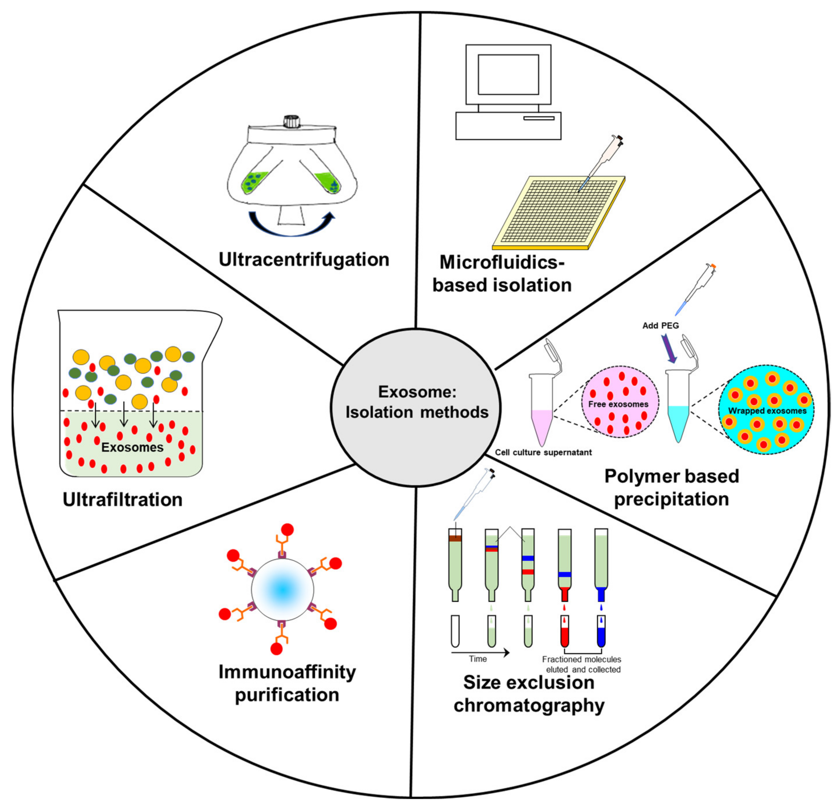 Ijms 22 05278 g002 Ijms 22 05278 g002