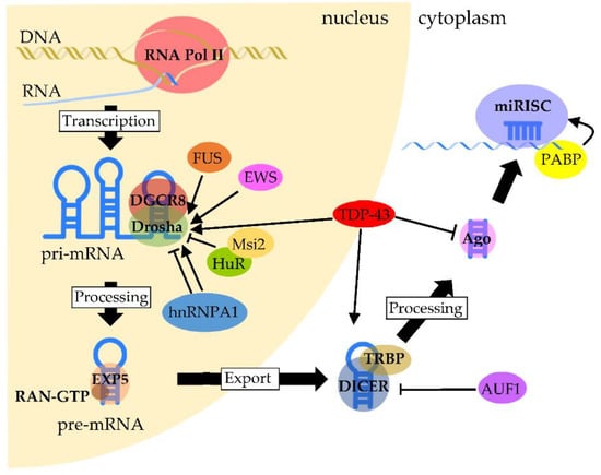 IJMS | Free Full-Text | RNA-Binding Proteins and microRNAs in Neurodegenerative Diseases | HTML