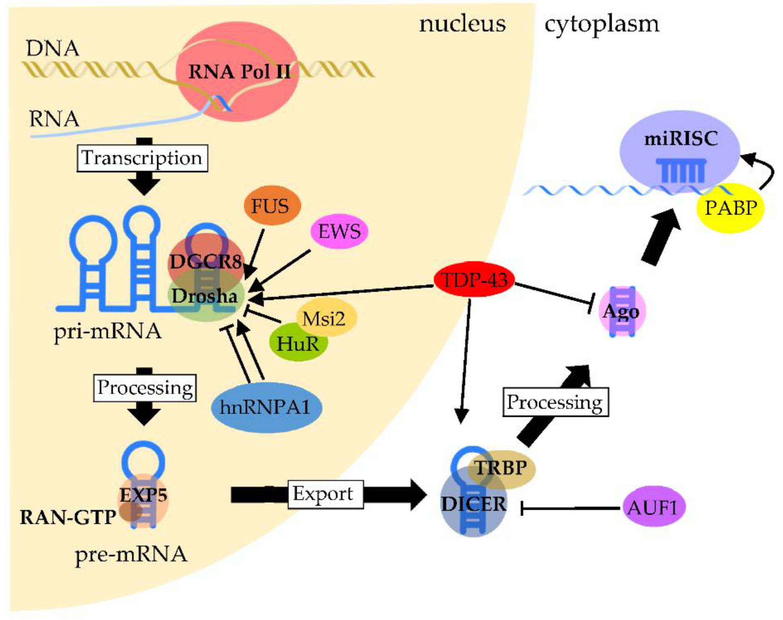 mrnp biogenezis anti aging)