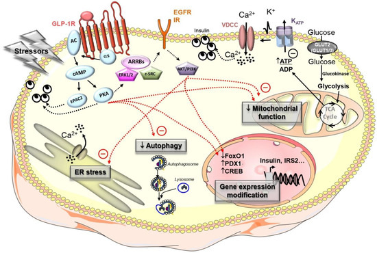 glp 1 beta cell regeneration Mechanisms of Beta-Cell Apoptosis in Type 2 Diabetes-Prone Situations and  Potential Protection by GLP-1-Based Therapies