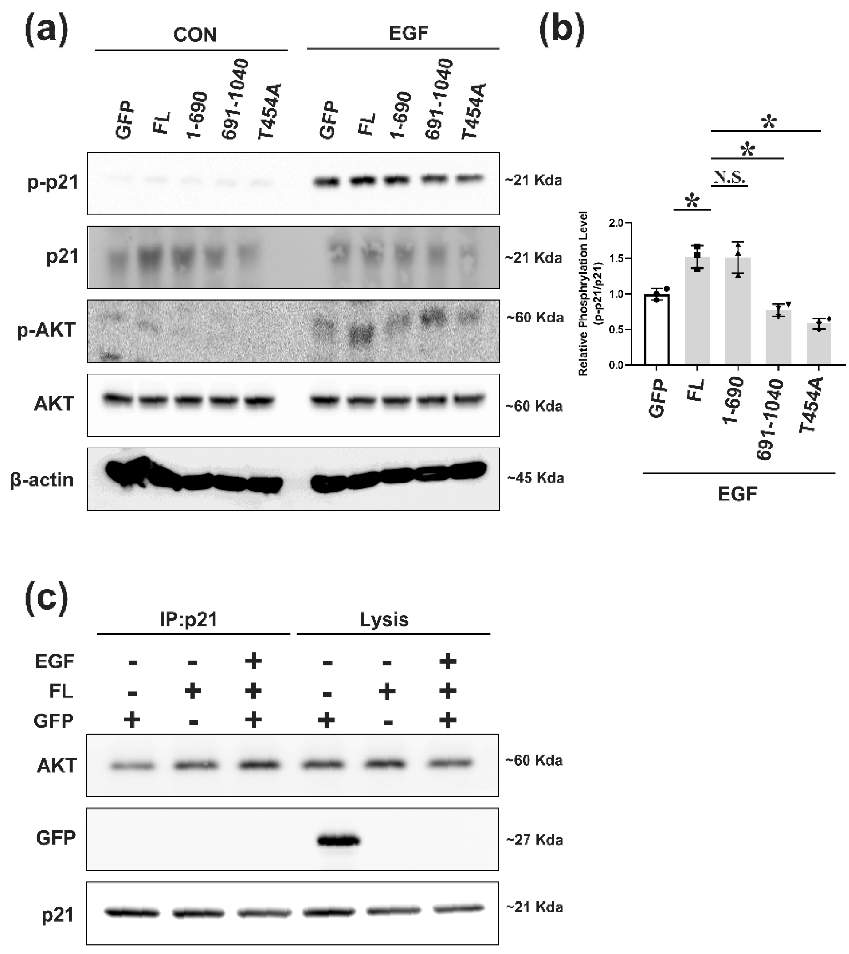 Ijms 22 05306 g004 Ijms 22 05306 g004