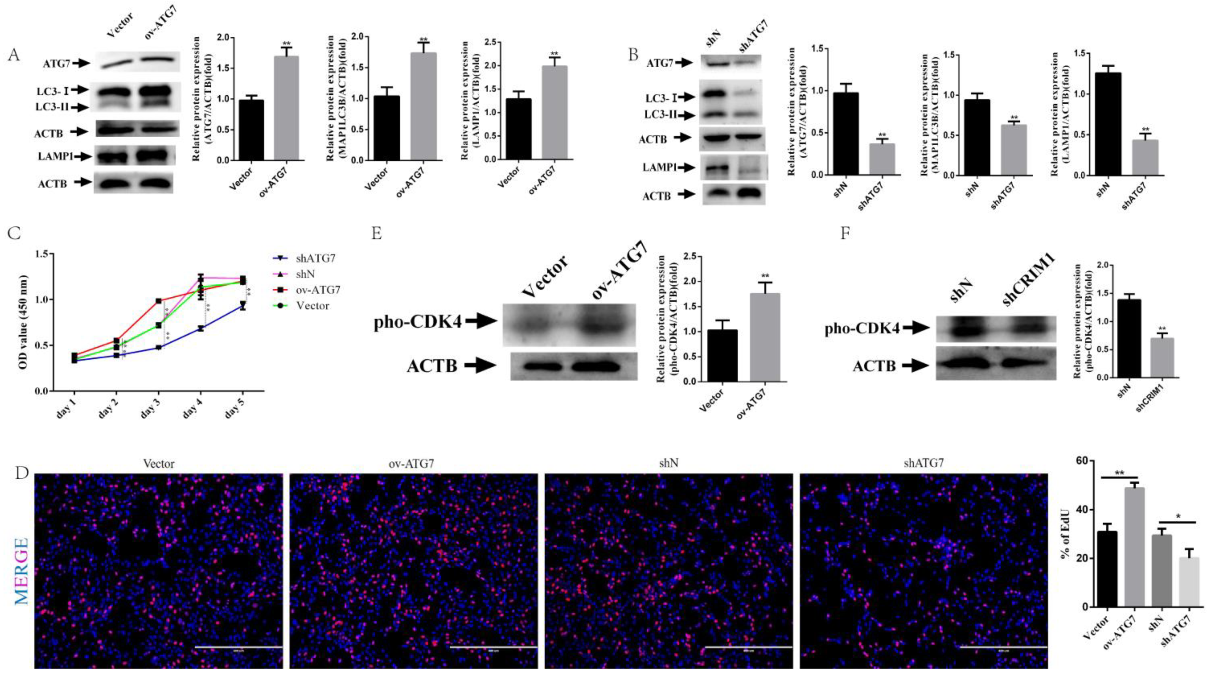 Ijms 22 05323 g004 Ijms 22 05323 g004