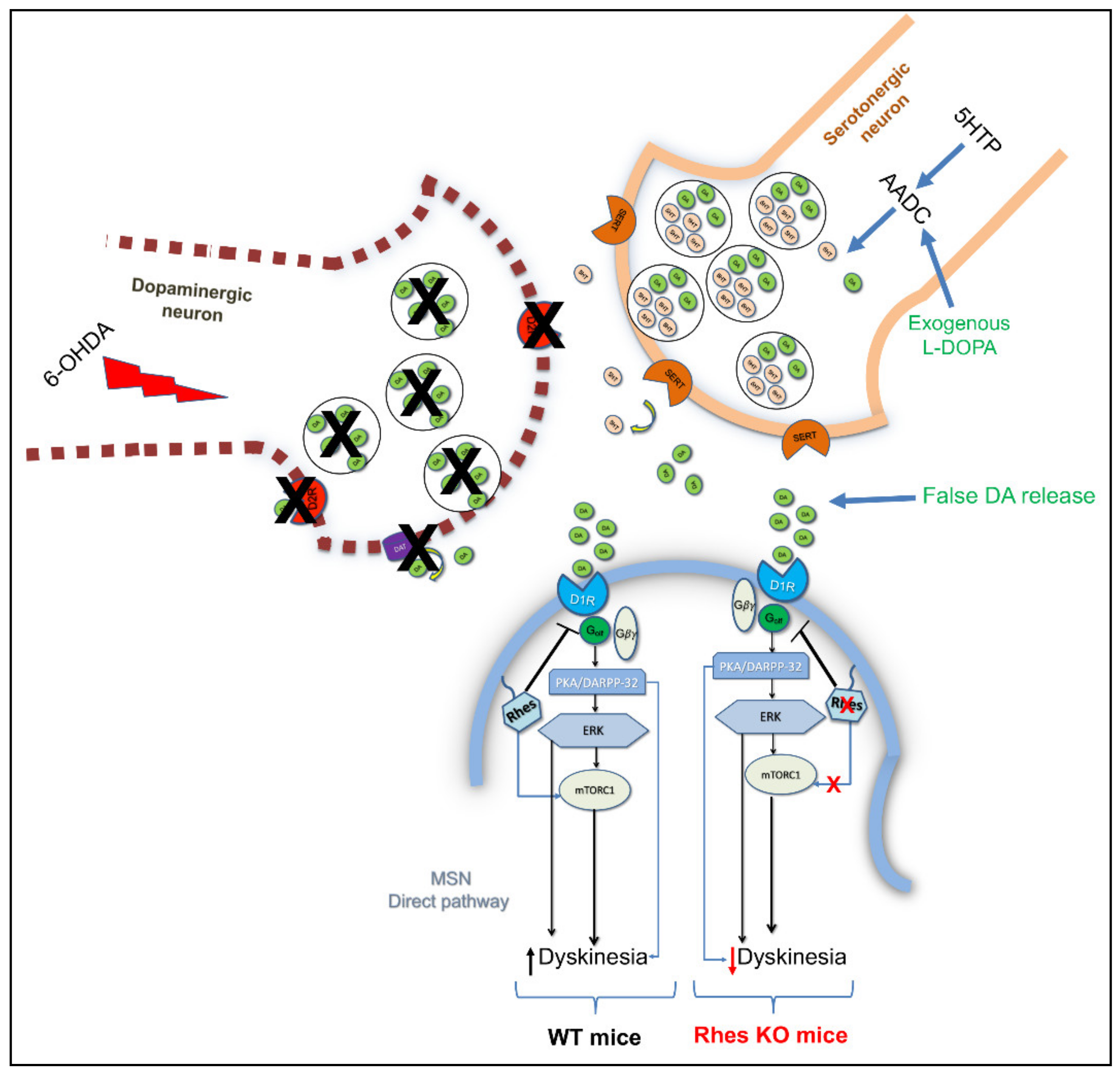 Ijms 22 05326 g001 Ijms 22 05326 g001